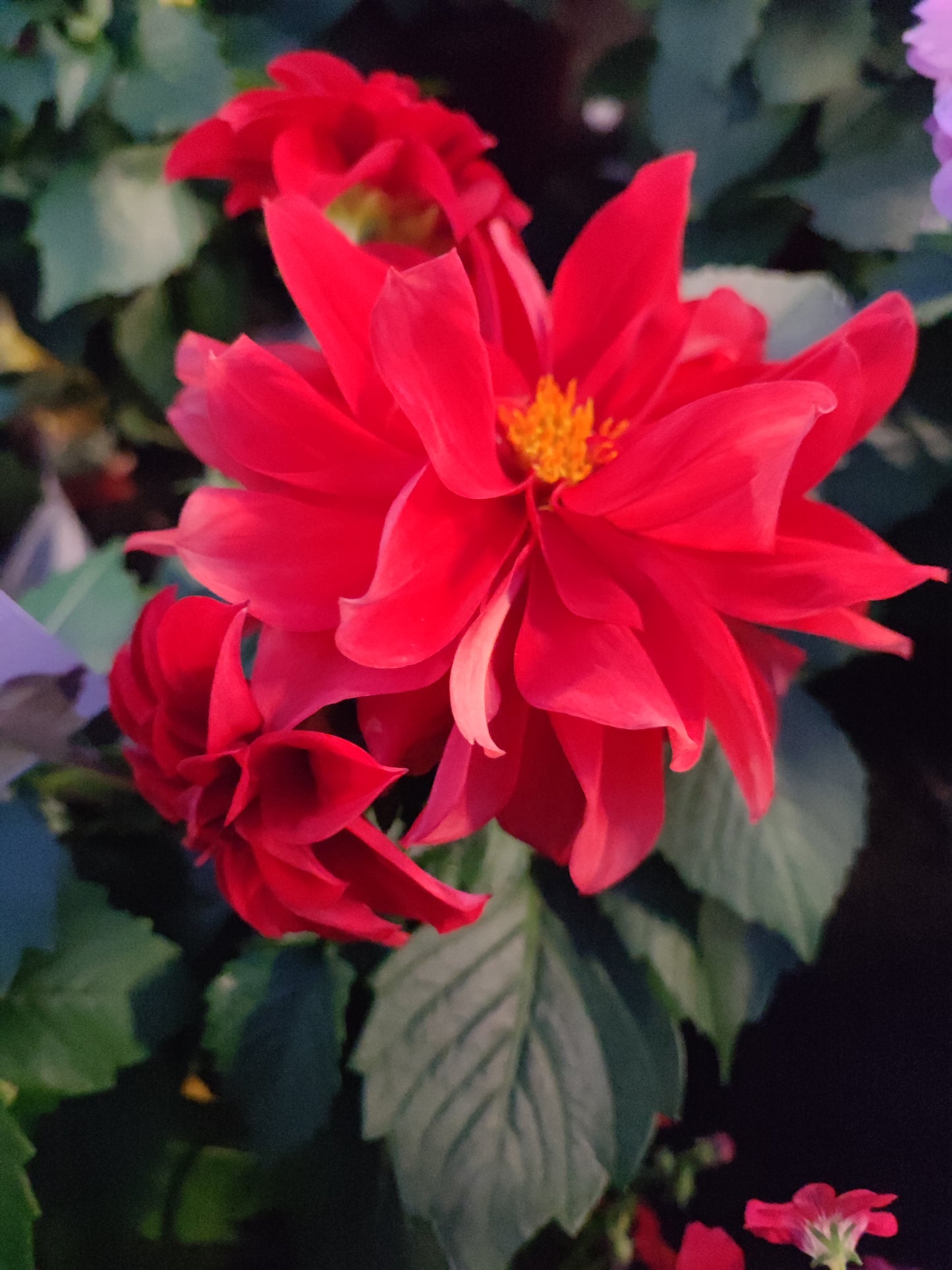 Dahlia
