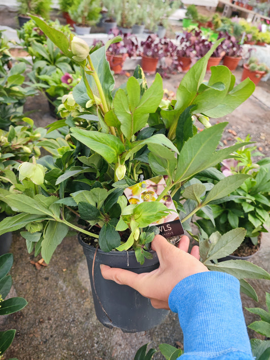 Helleborus jwls winterballs