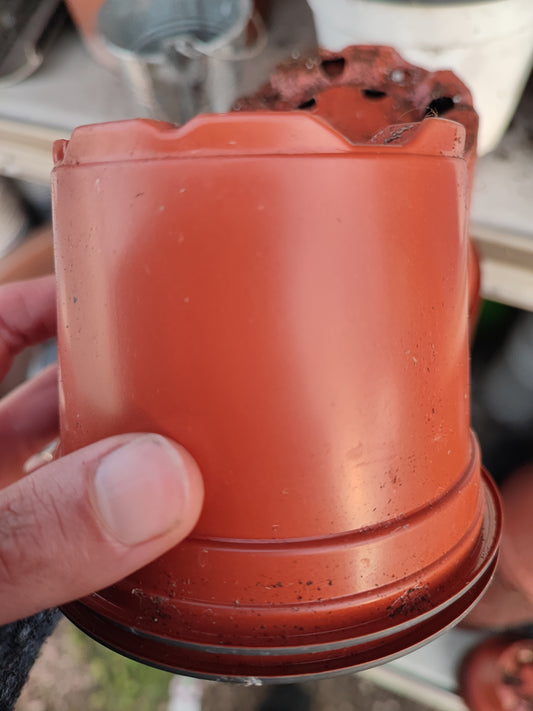 Vaso plastica