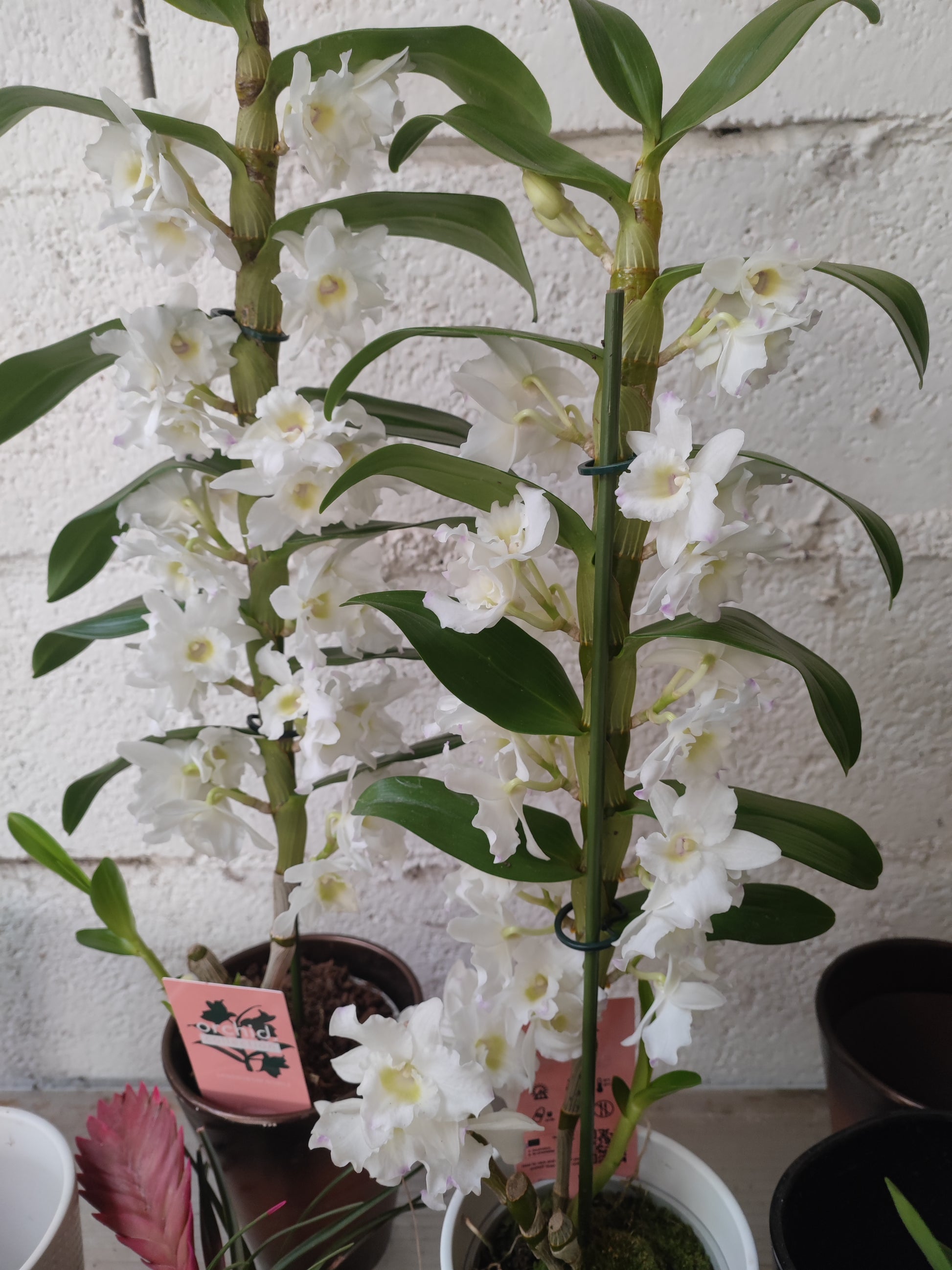 Dendrobium nobile - Valmaflor
