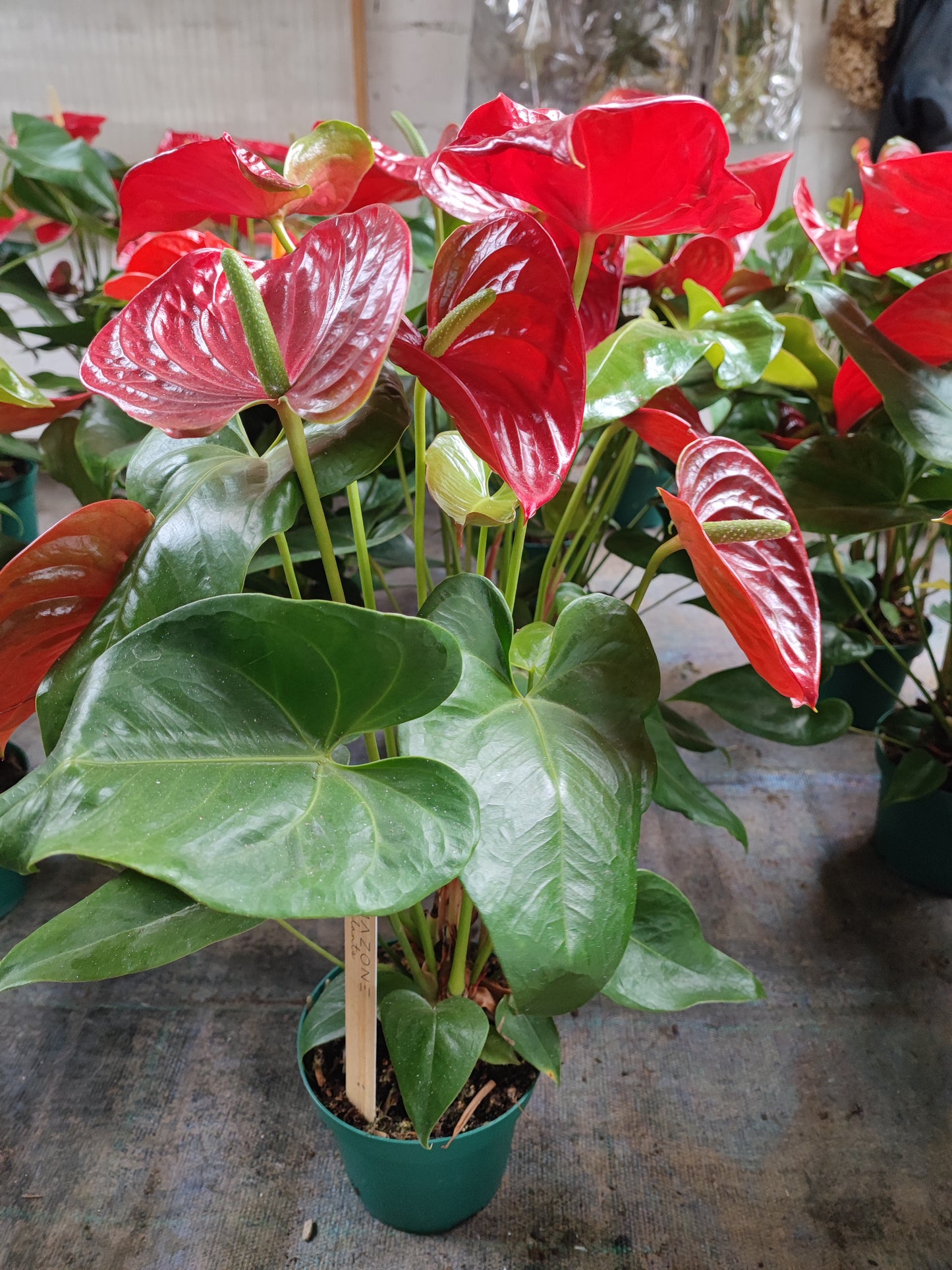 Anthurium
