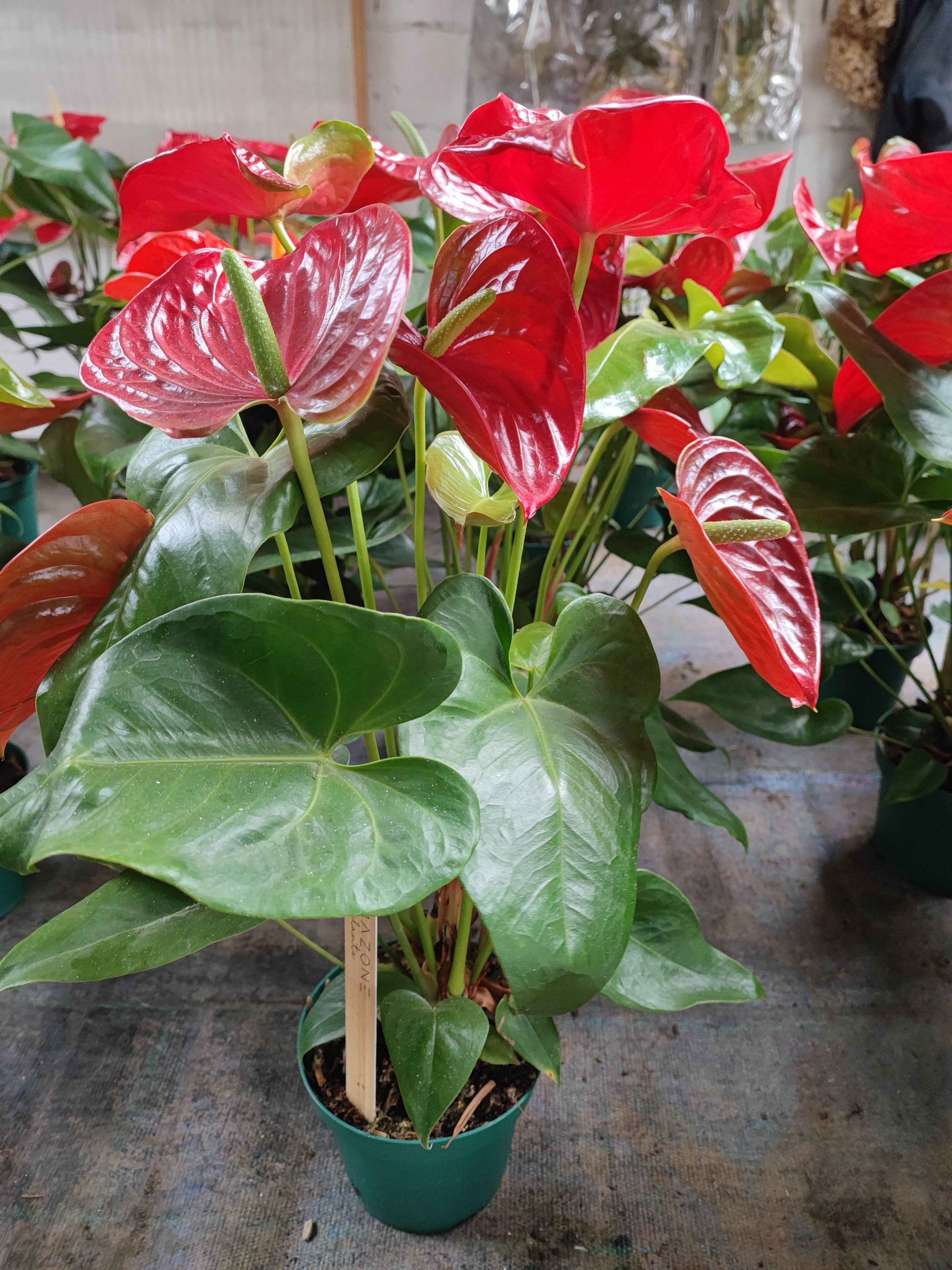 Anthurium  Valmaflor
