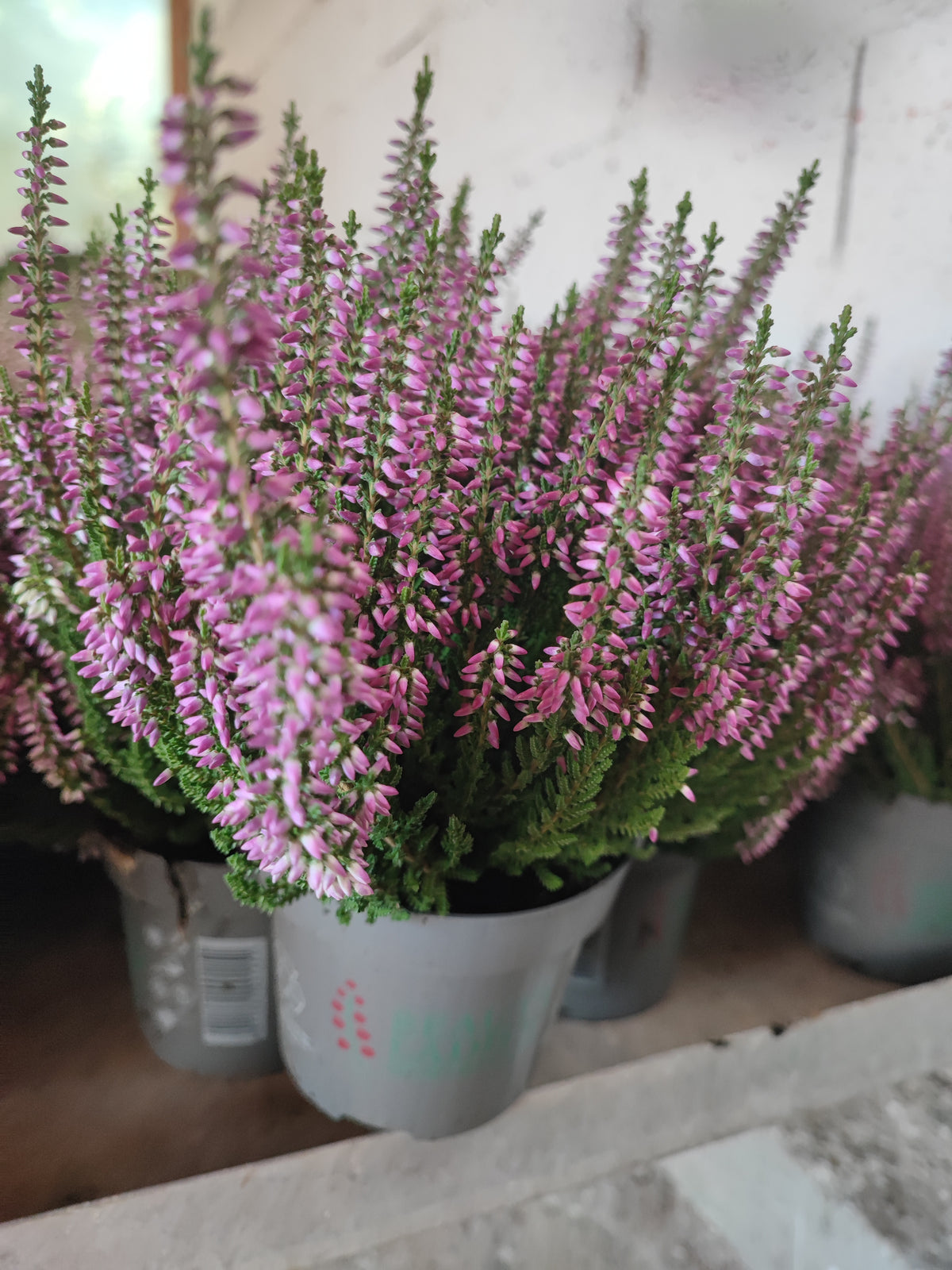 Calluna vulgaris