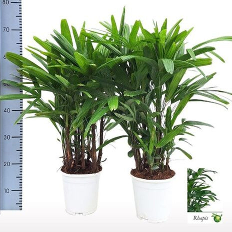 Rhapis excelsa