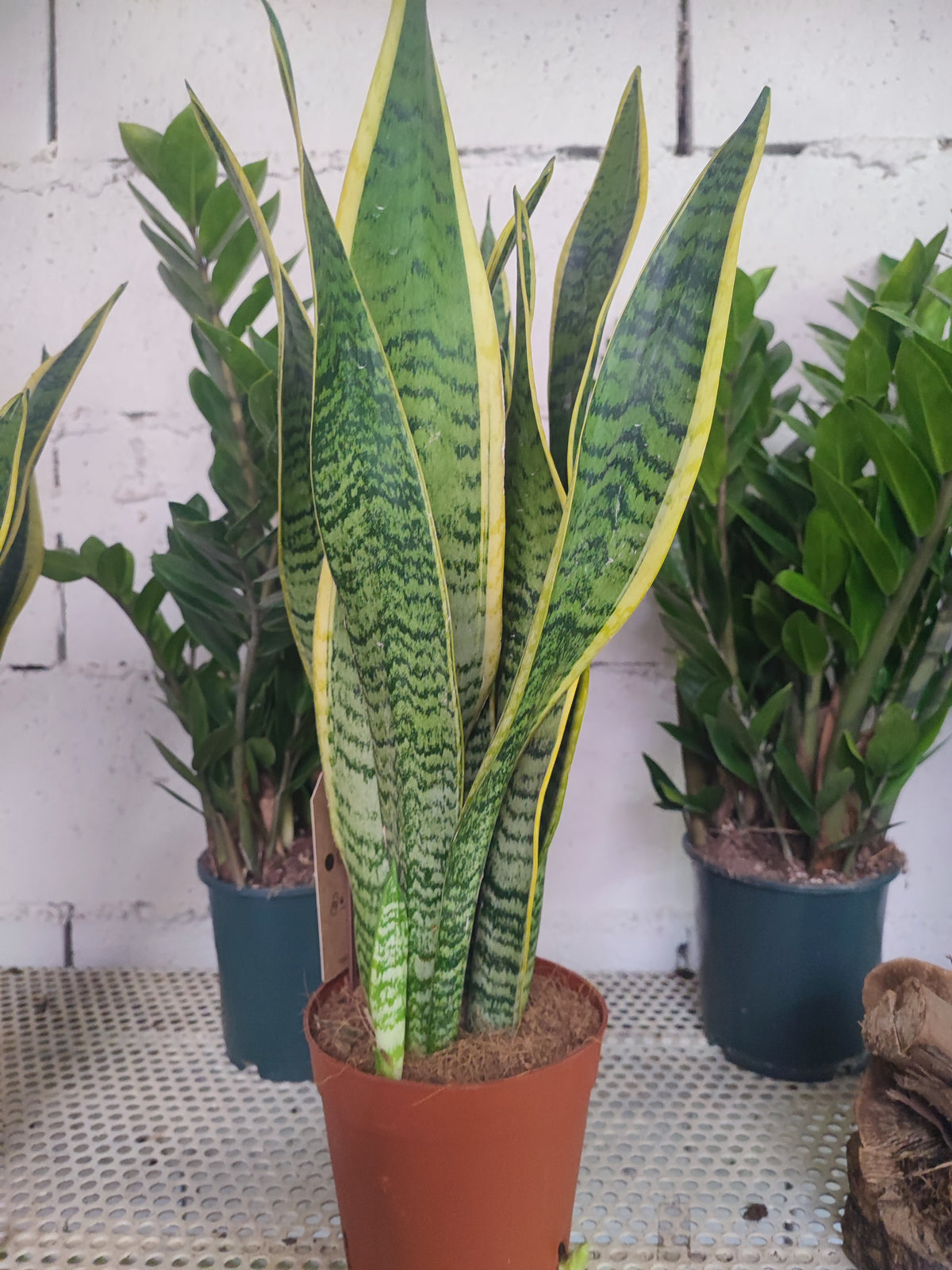 Sansevieria trifasciata laurentii