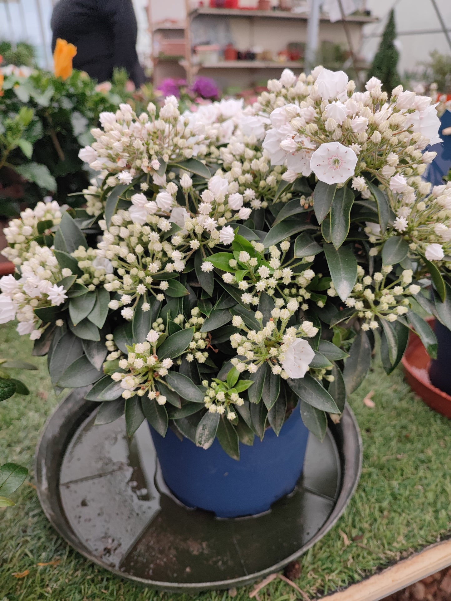 Kalmia