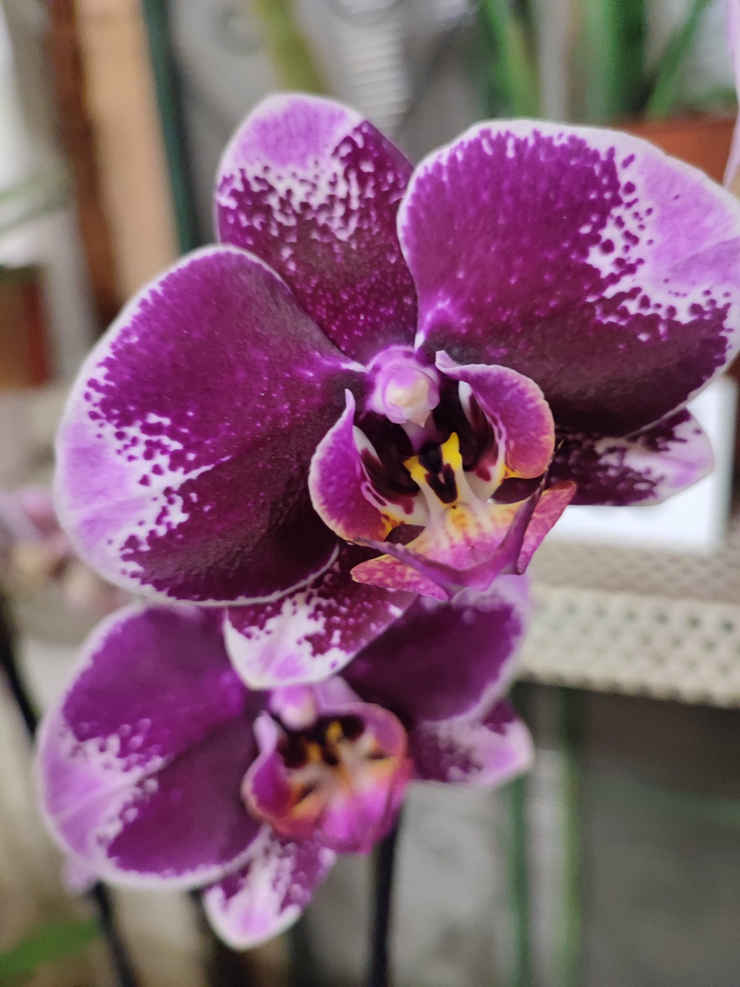 Phalaenopsis