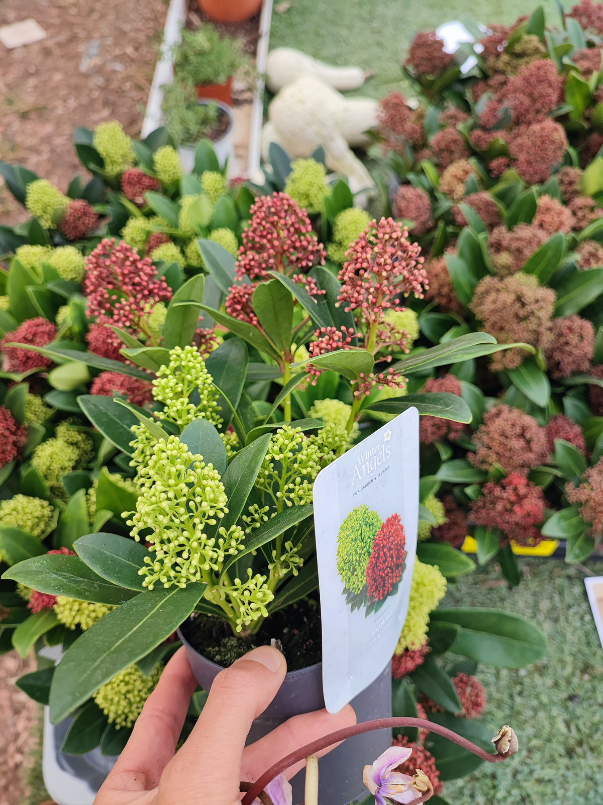 Skimmia japonica rubella