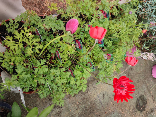 Anemone