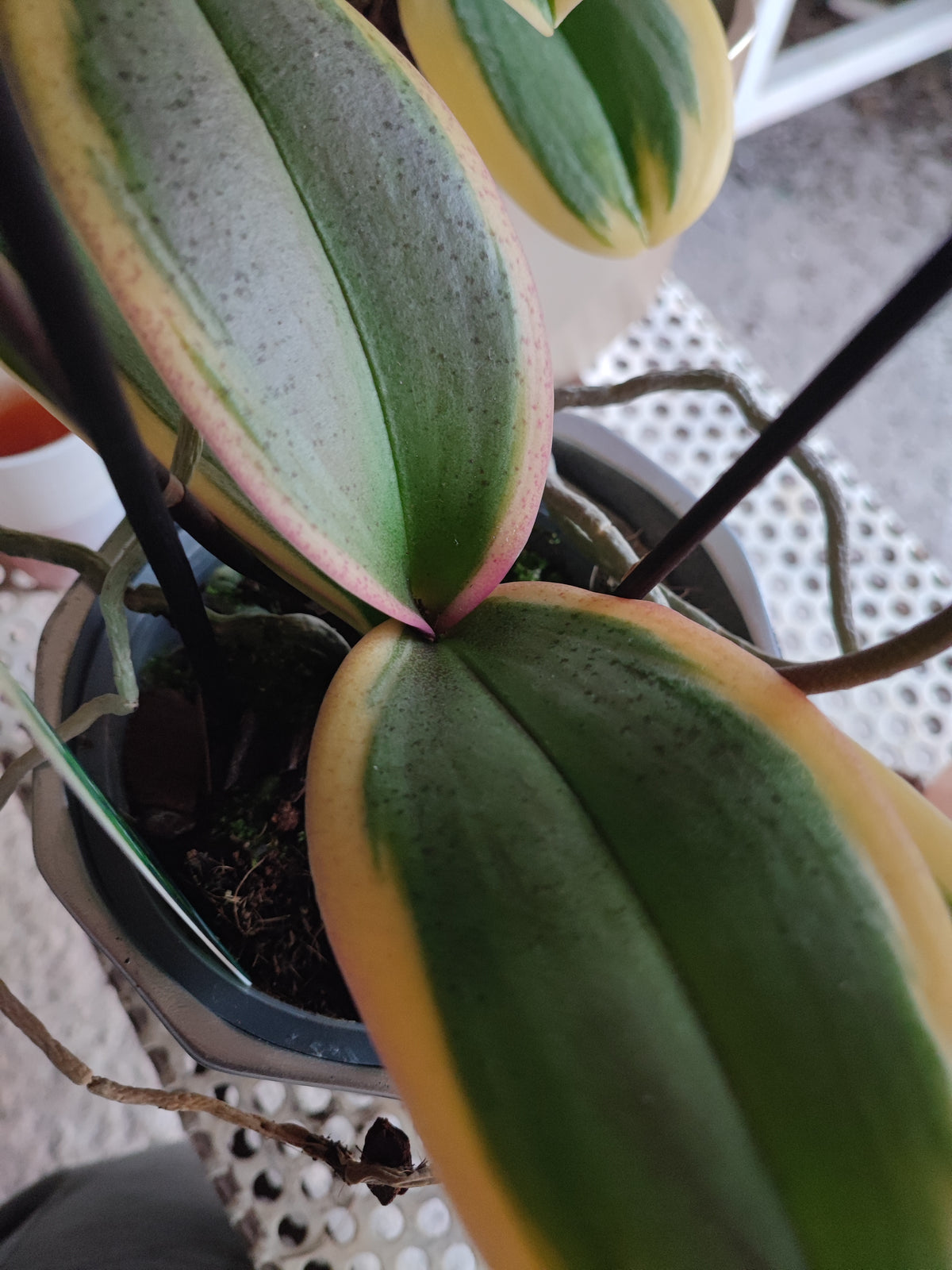 Phalaenopsis magic leaf