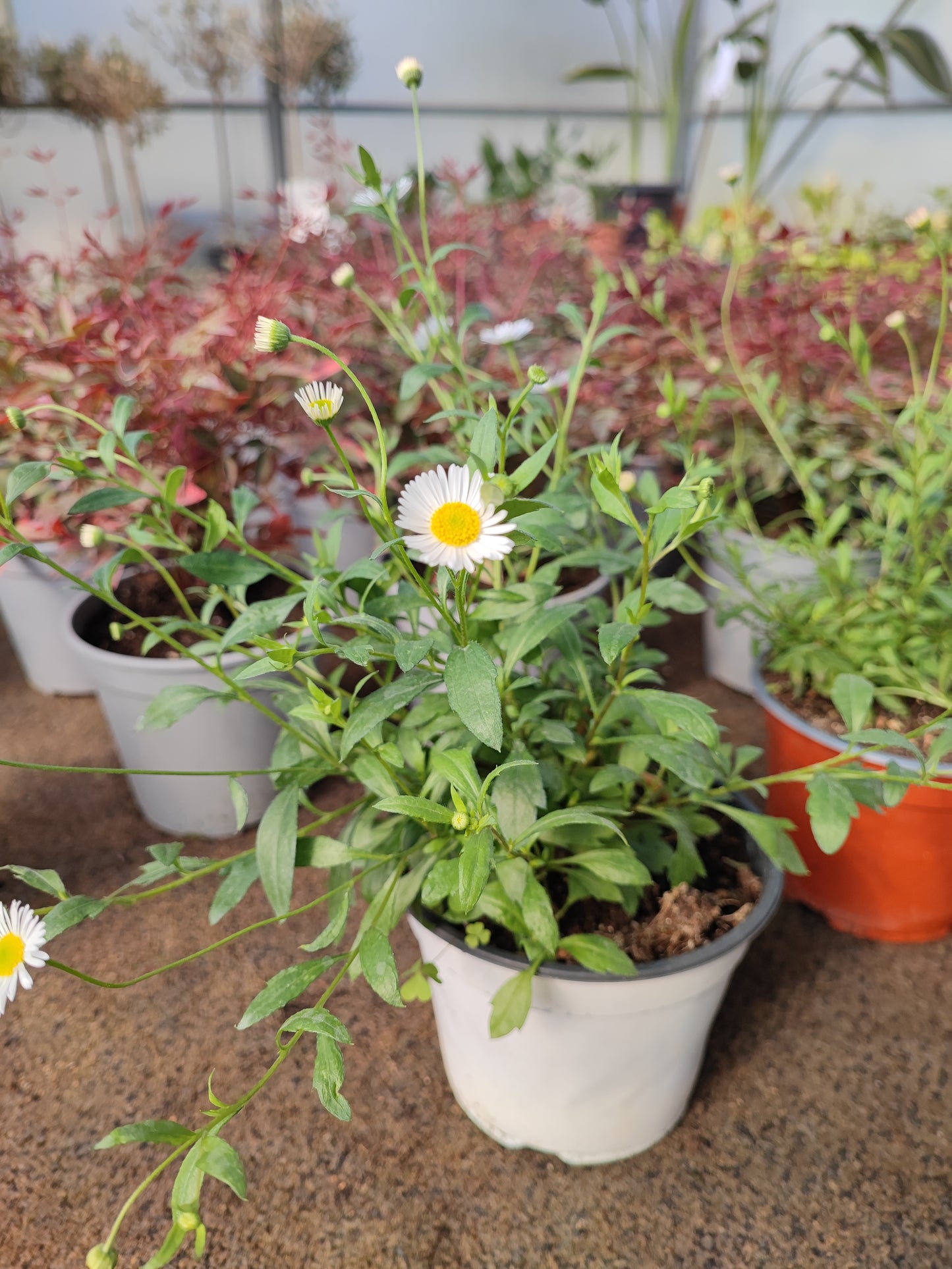 Erigeron Karvinskianus