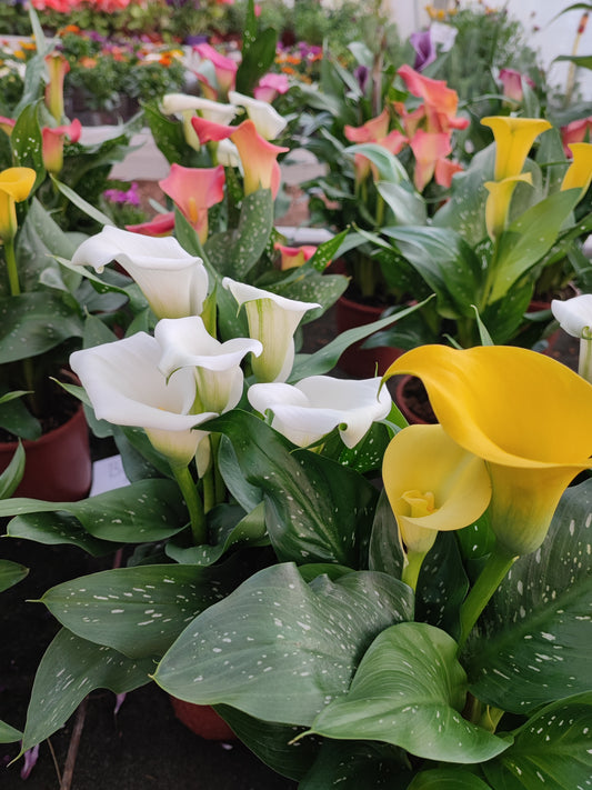 Calla