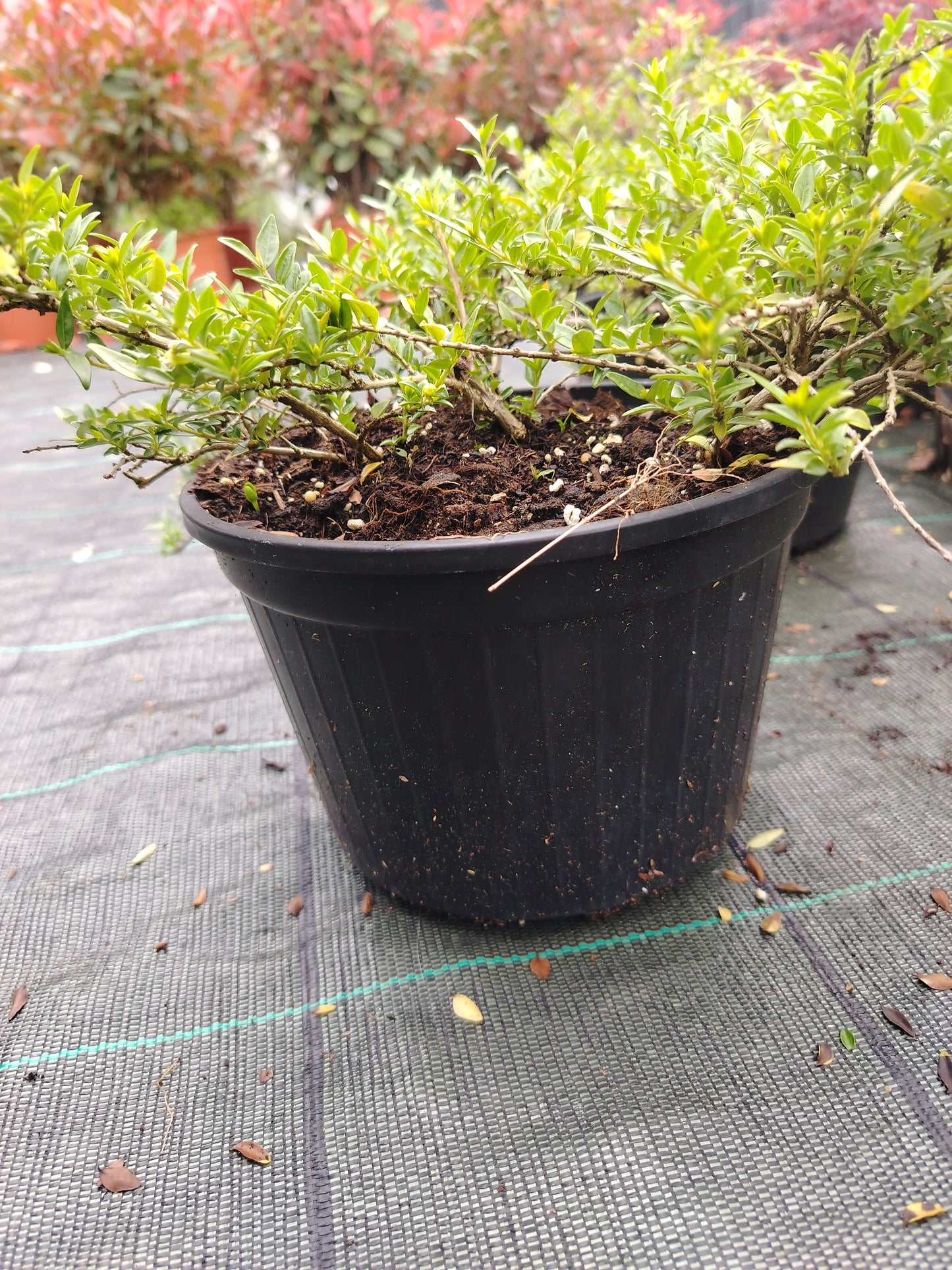 Lonicera pileata