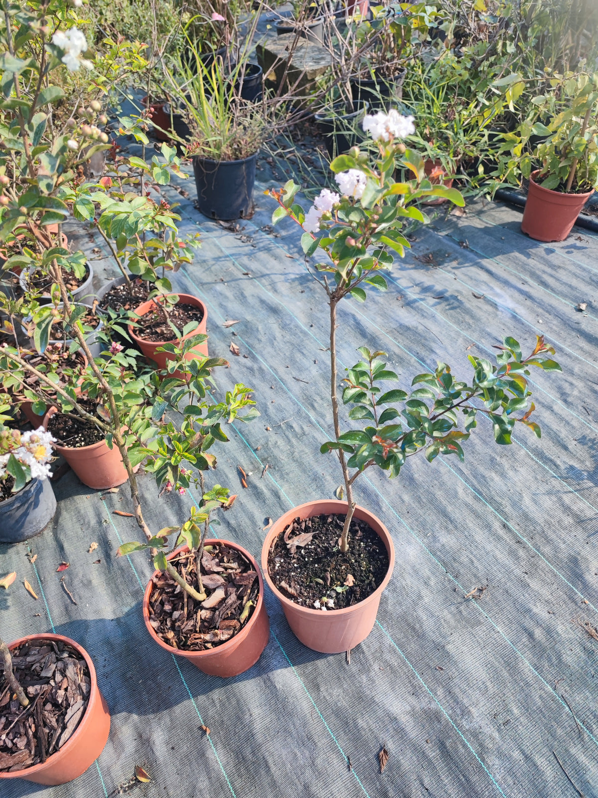 Lagerstroemia indica