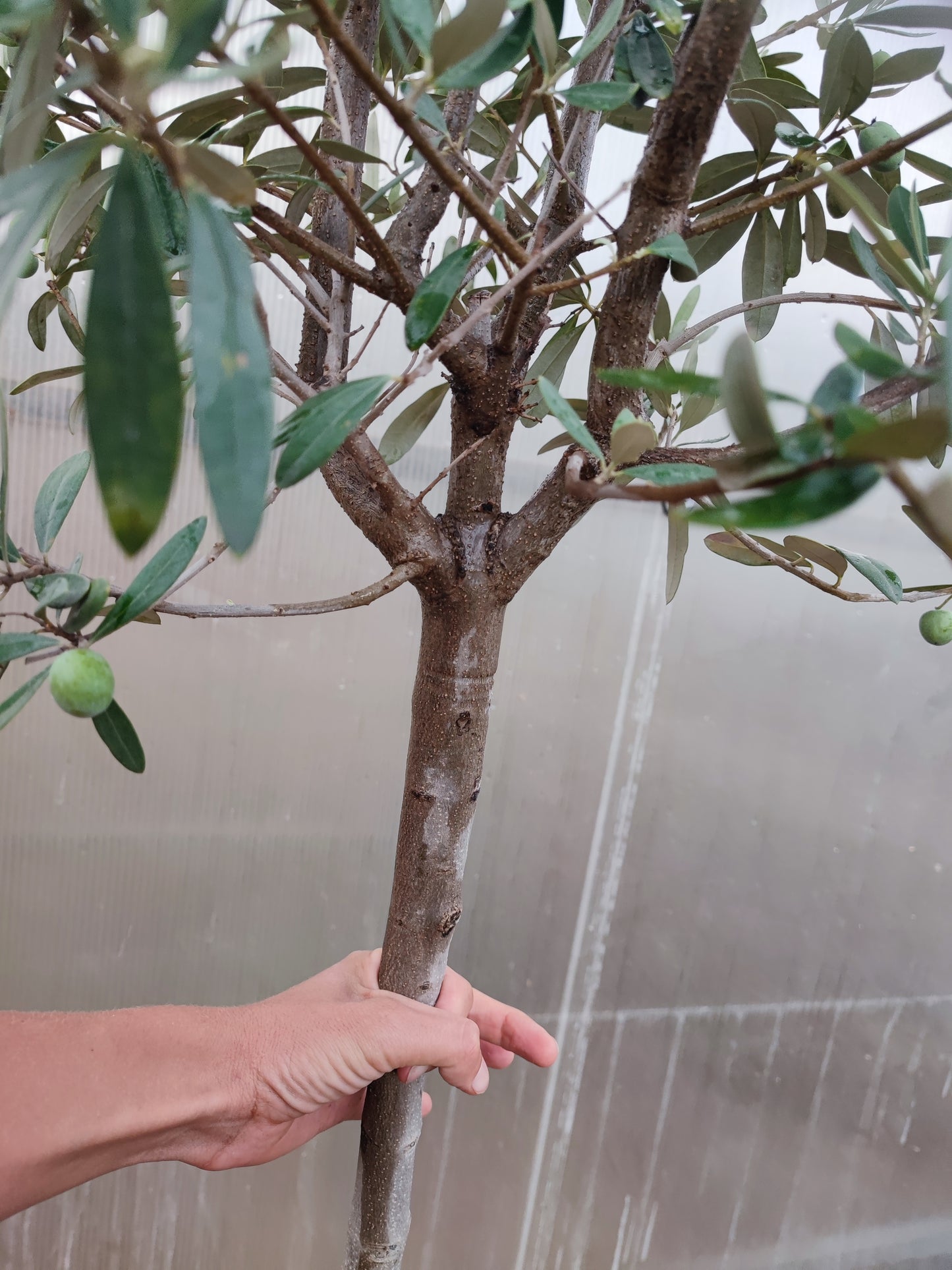 Ulivo, olea europea