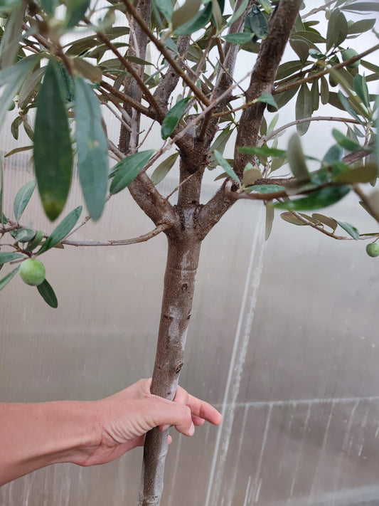 Olivo, olea europea
