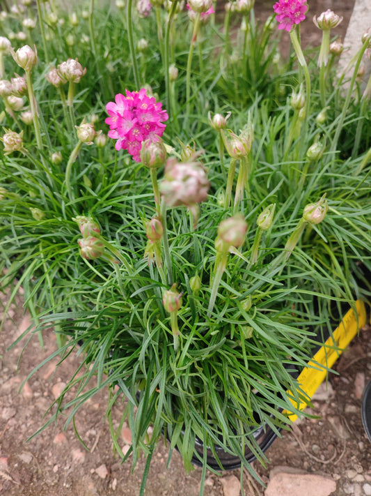 Armeria marittima