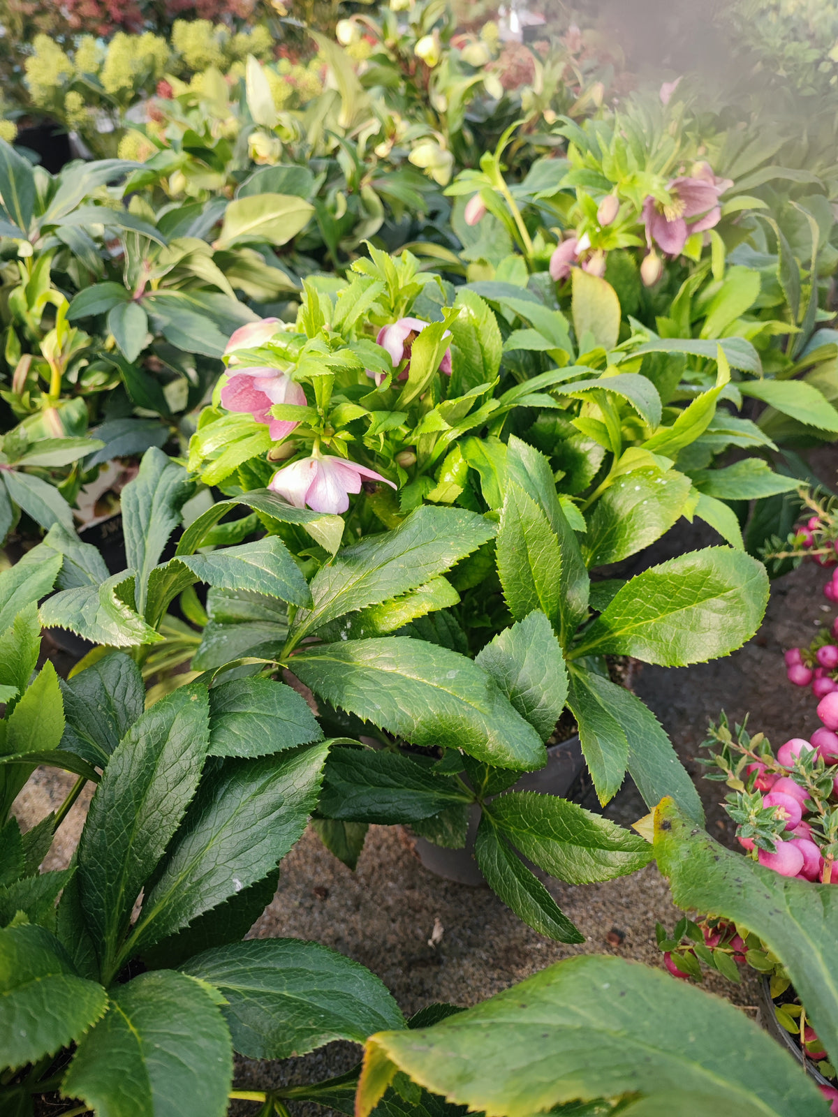 Helleborus viv victoria