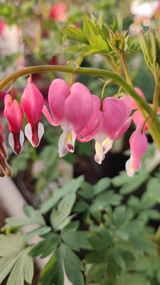 Dicentra spectabilis