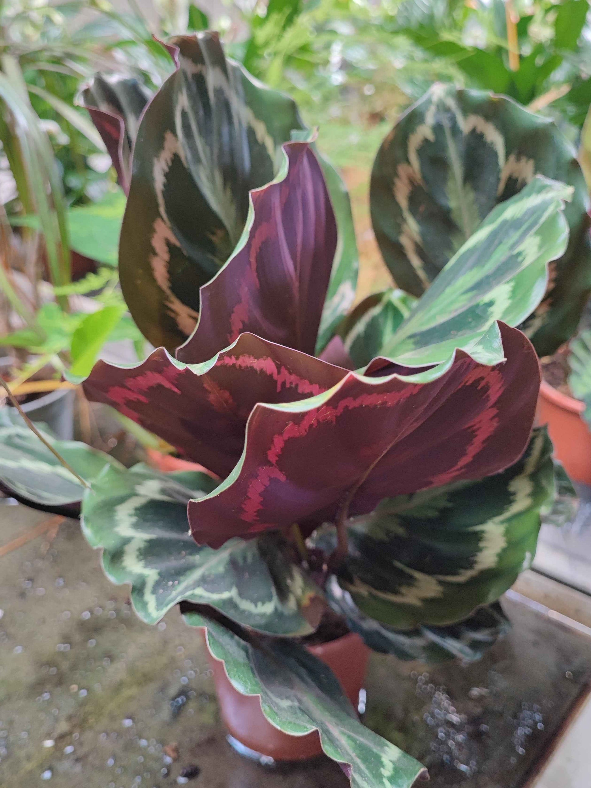 Calathea roseopicta medallion