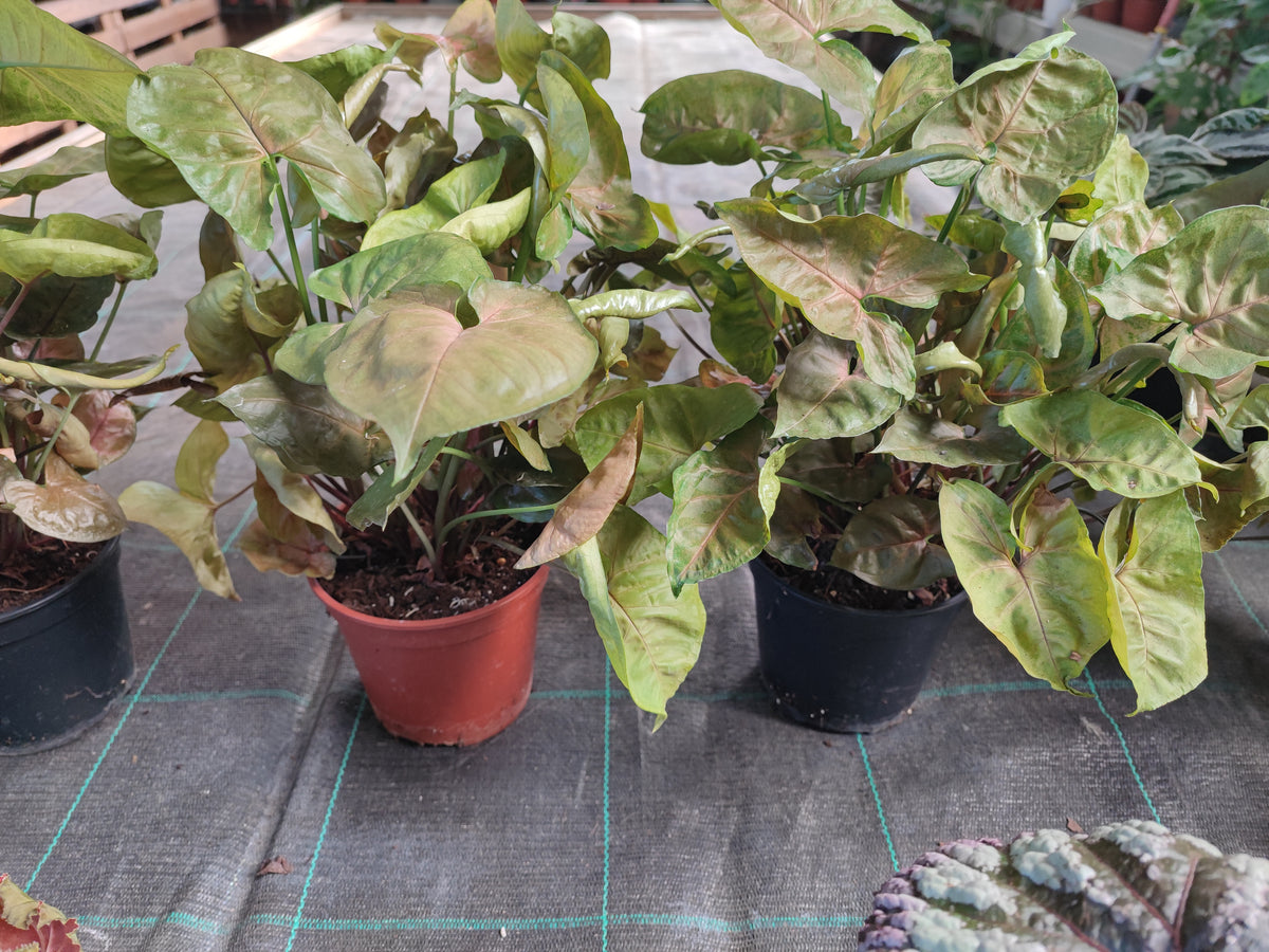 Syngonium podophyllum brocante