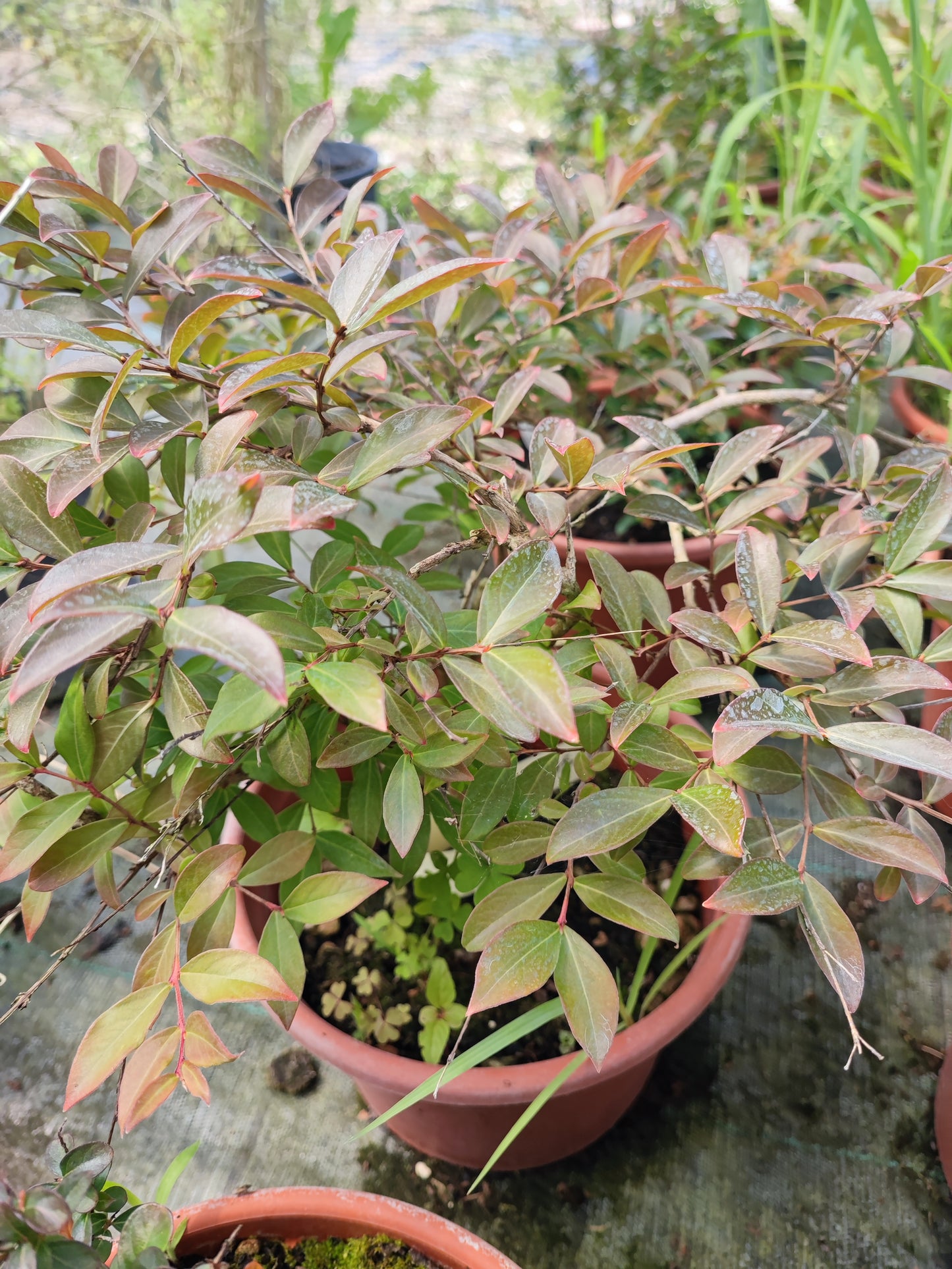 Lagerstroemia prostrata rosa