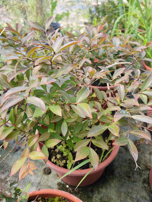 Lagerstroemia prostrata rosa