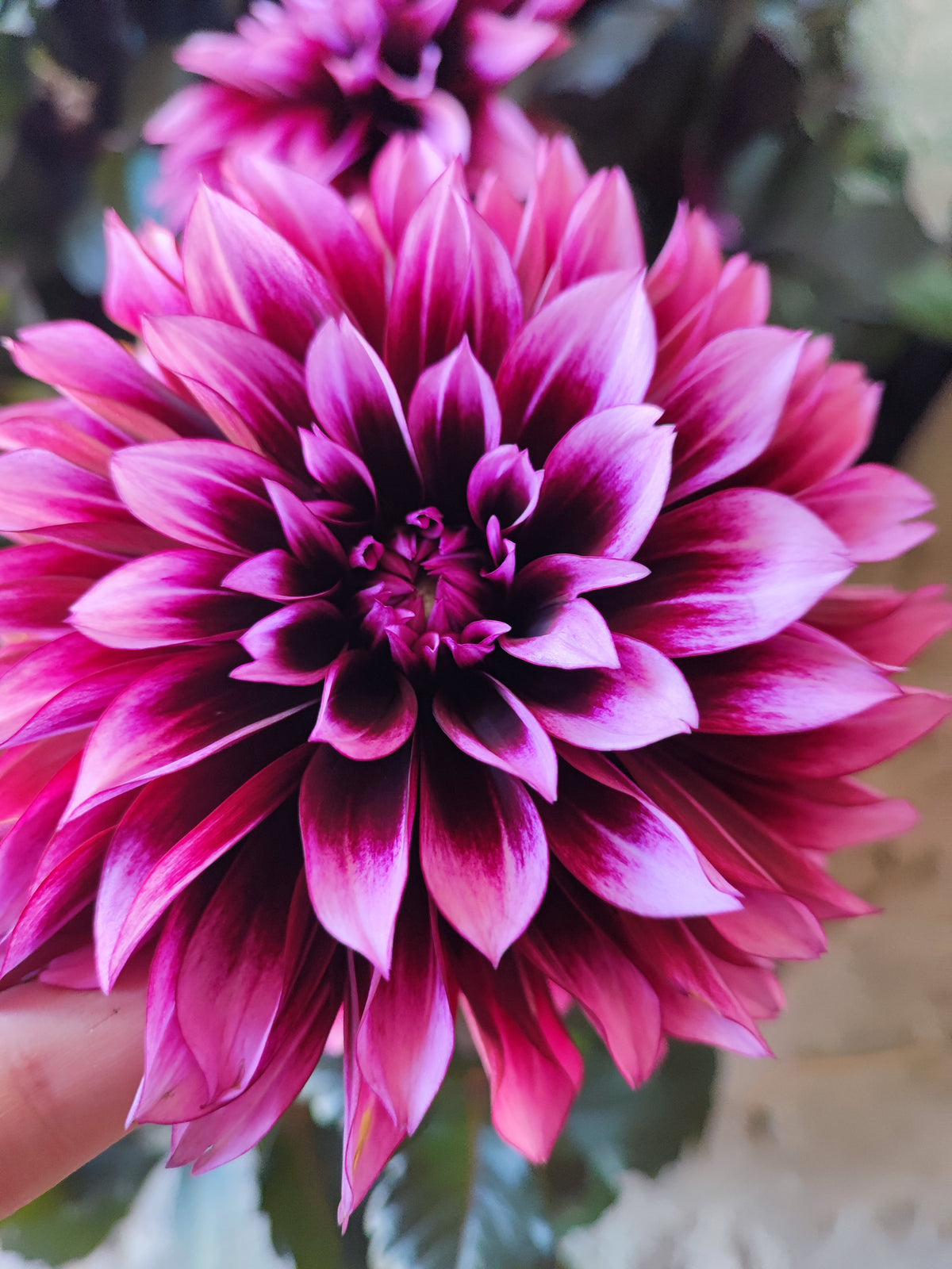 Dahlia