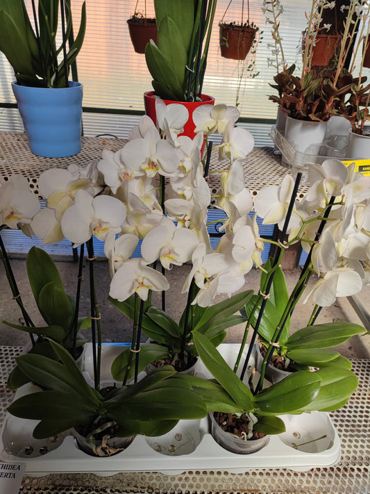 Orchidea