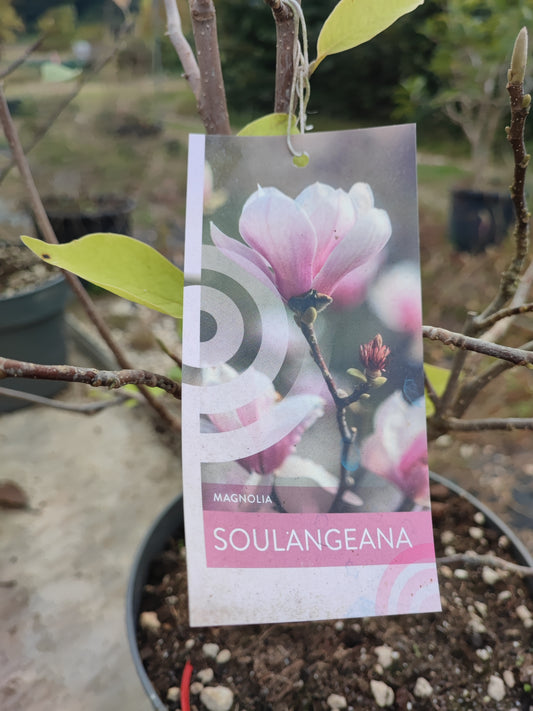 Magnolia soulageana