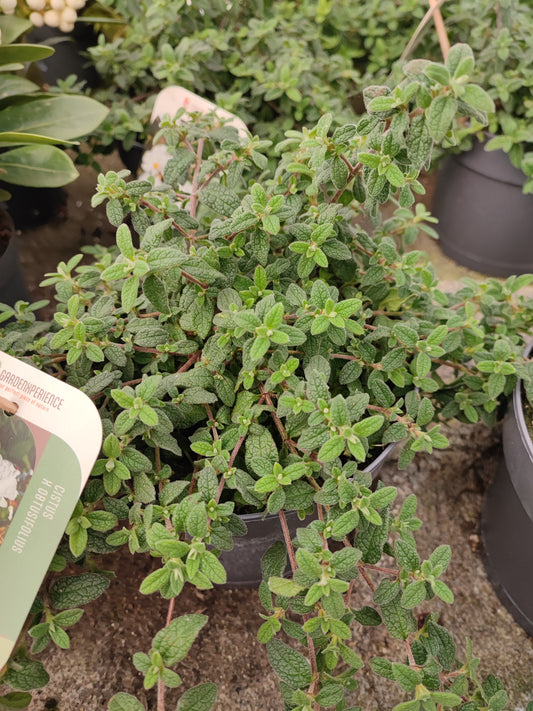 Cistus Obtusifolius