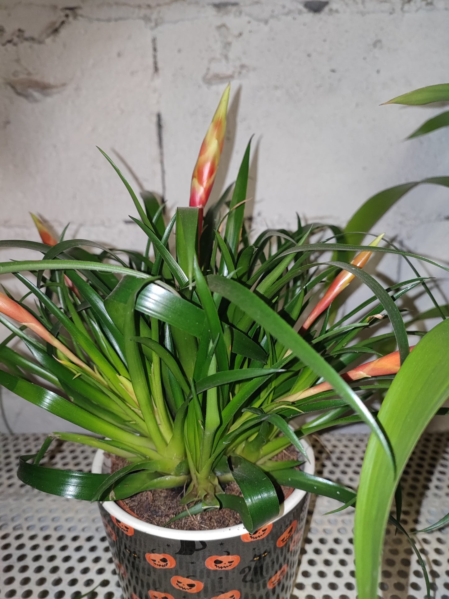 Bromeliacee