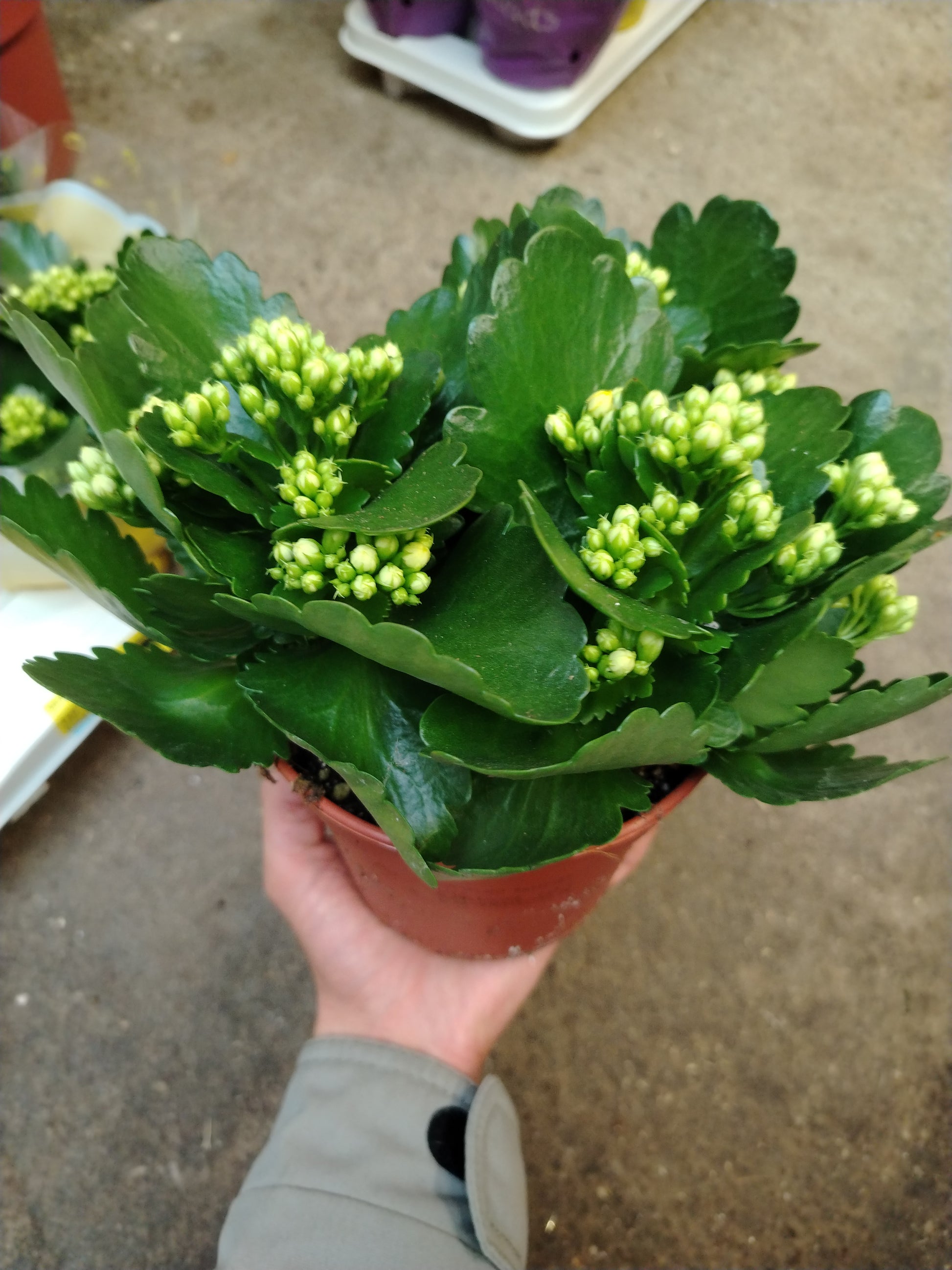 Kalanchoe - Valmaflor