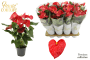Anthurium