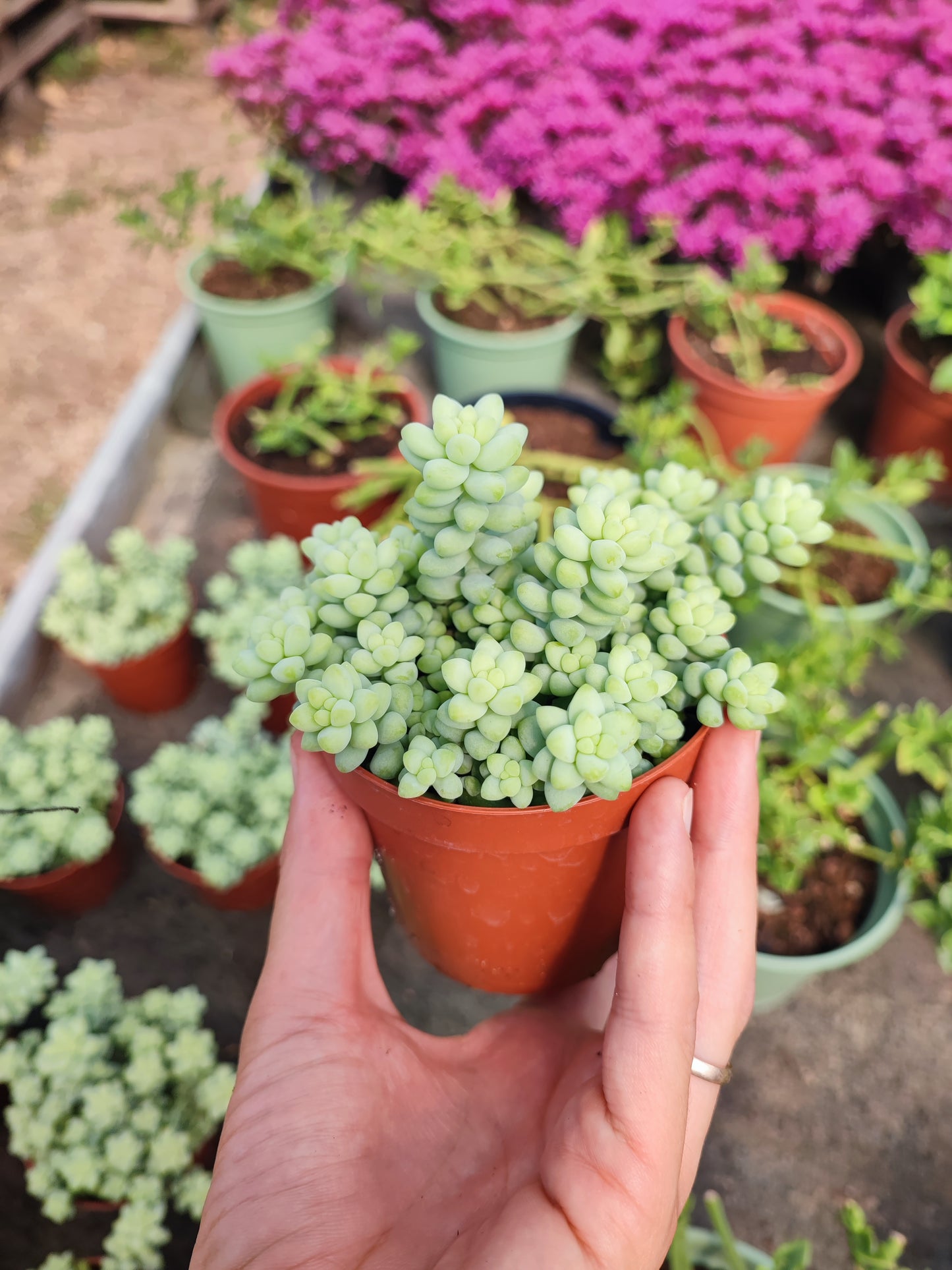 Sedum burrito