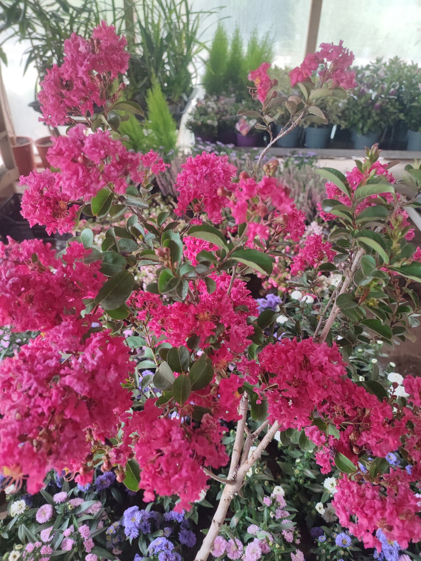 Lagerstroemia indica alberello