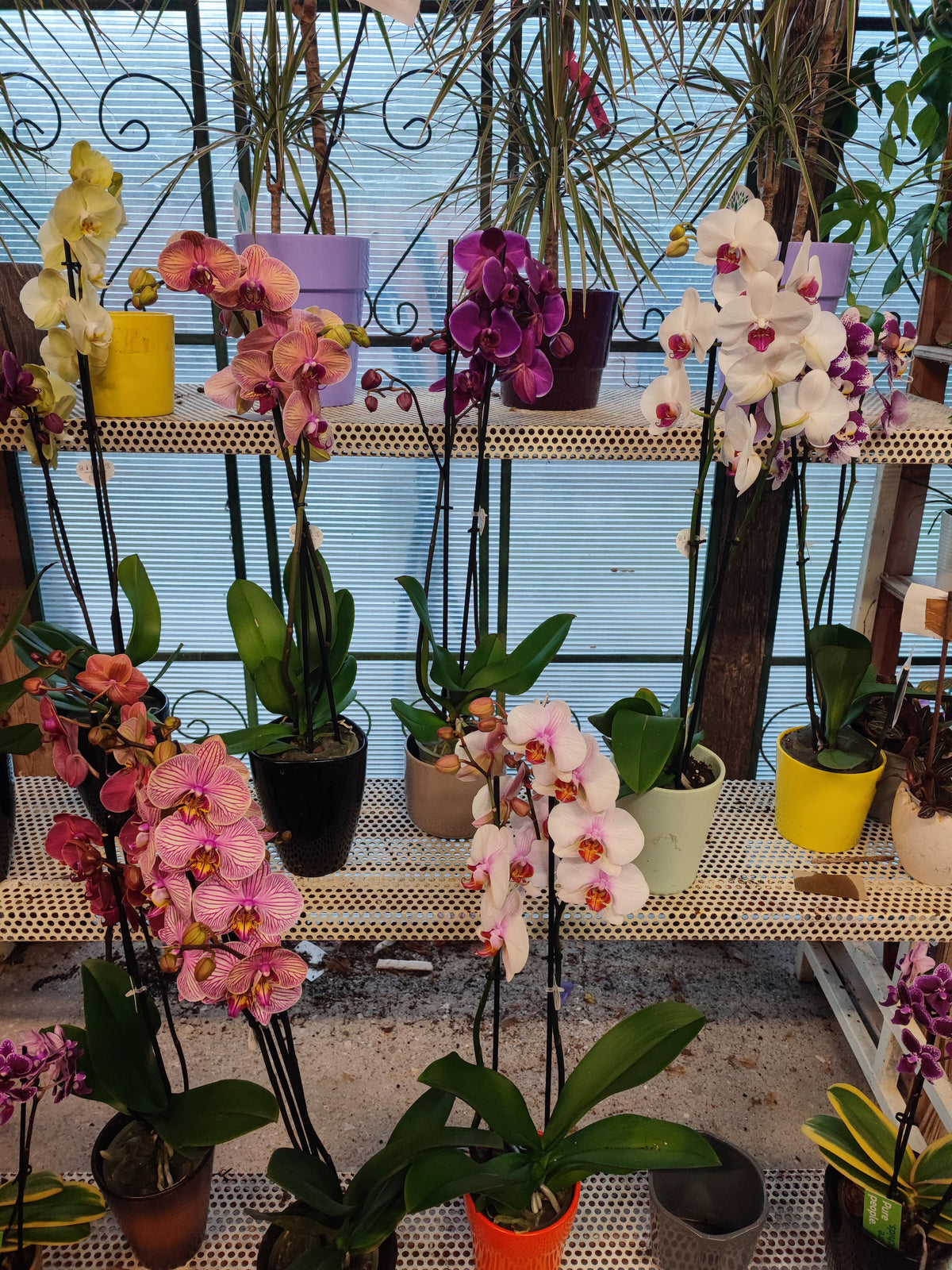 Phalaenopsis