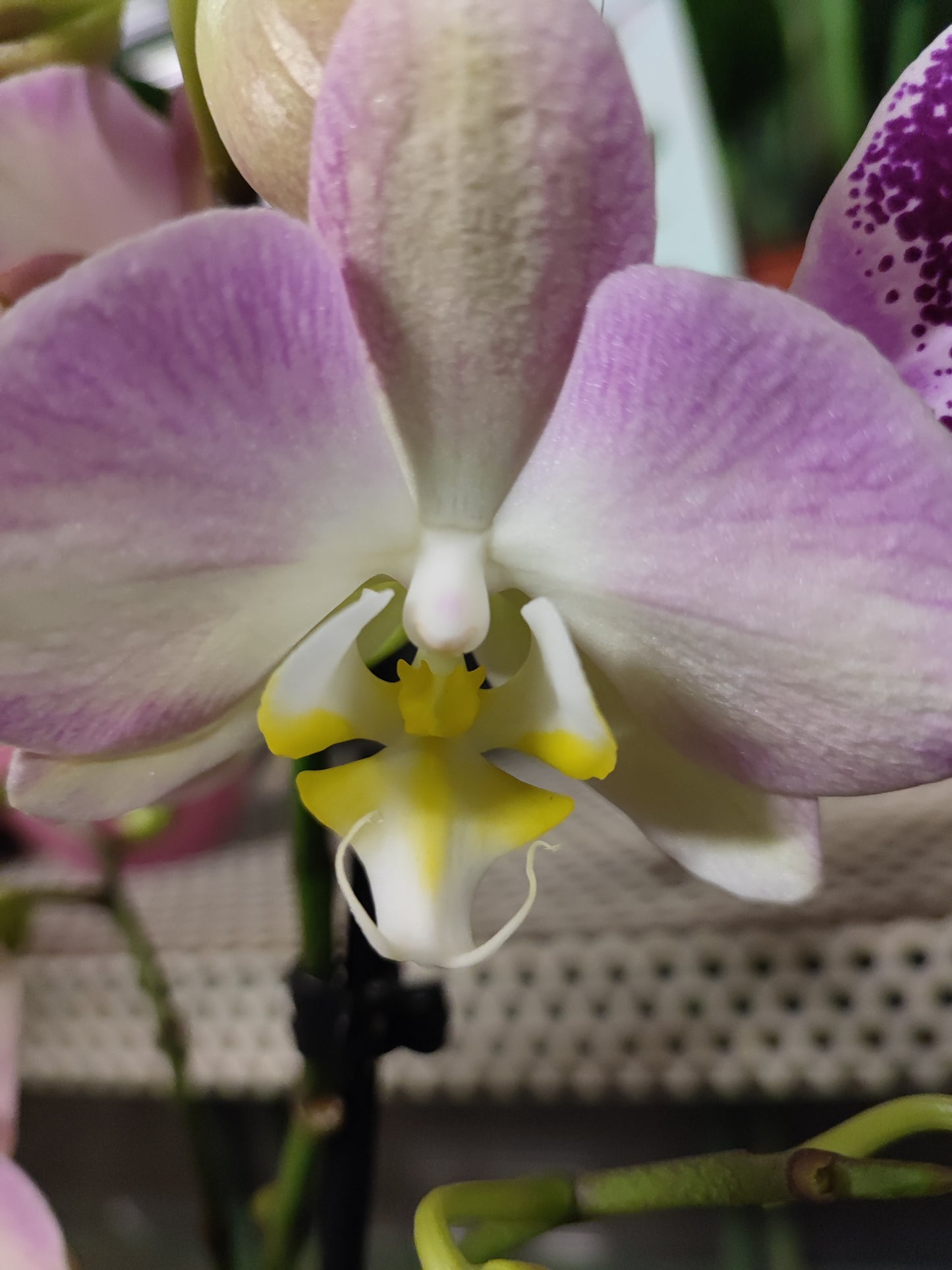Phalaenopsis