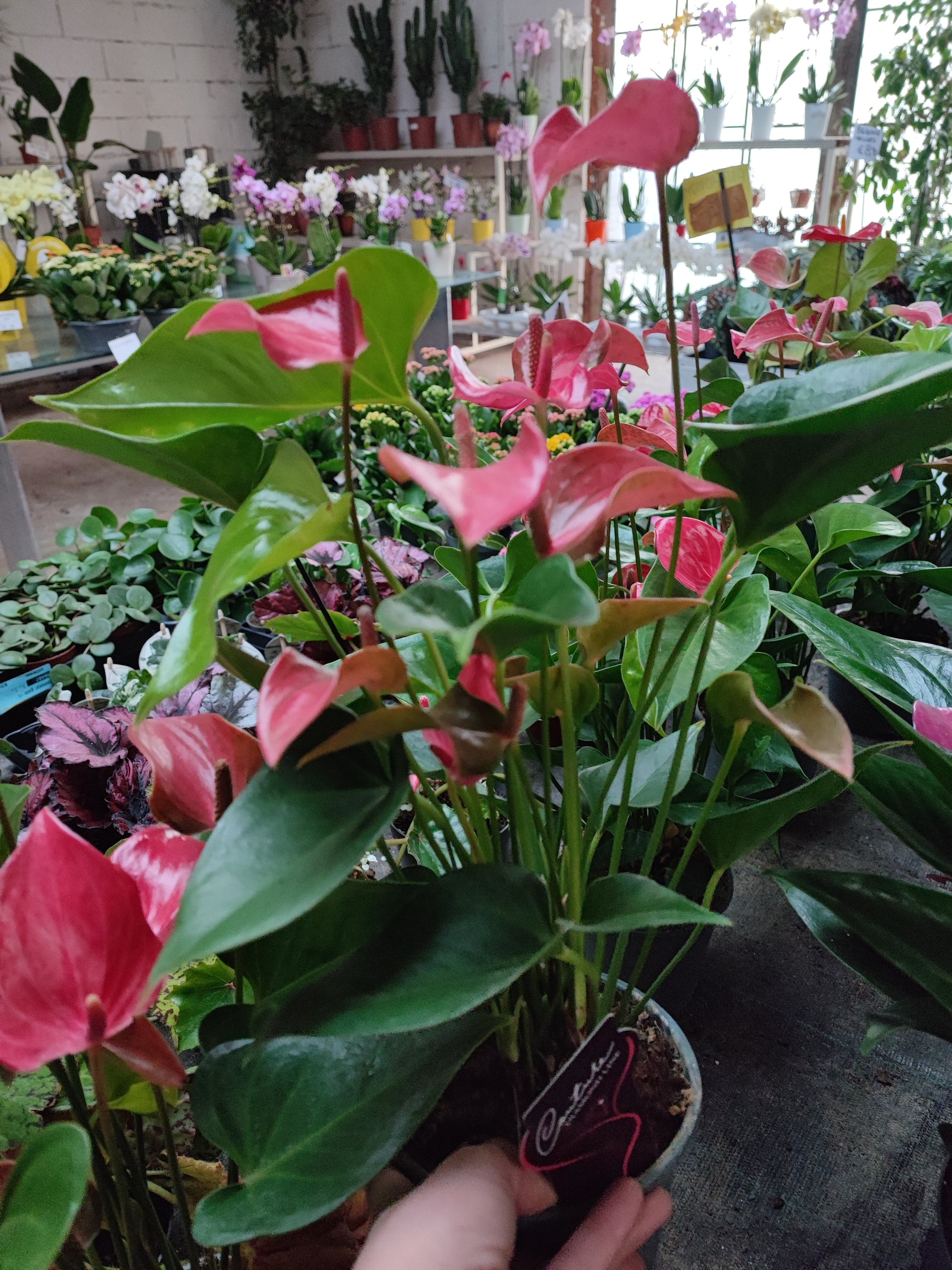 anthurium esposizione Anthurium – Valmaflor
