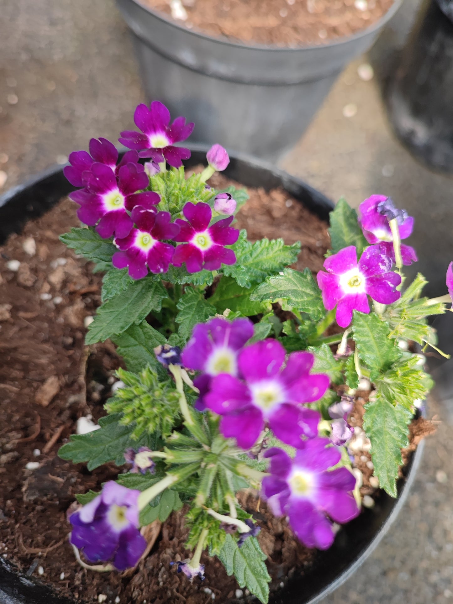 Verbena