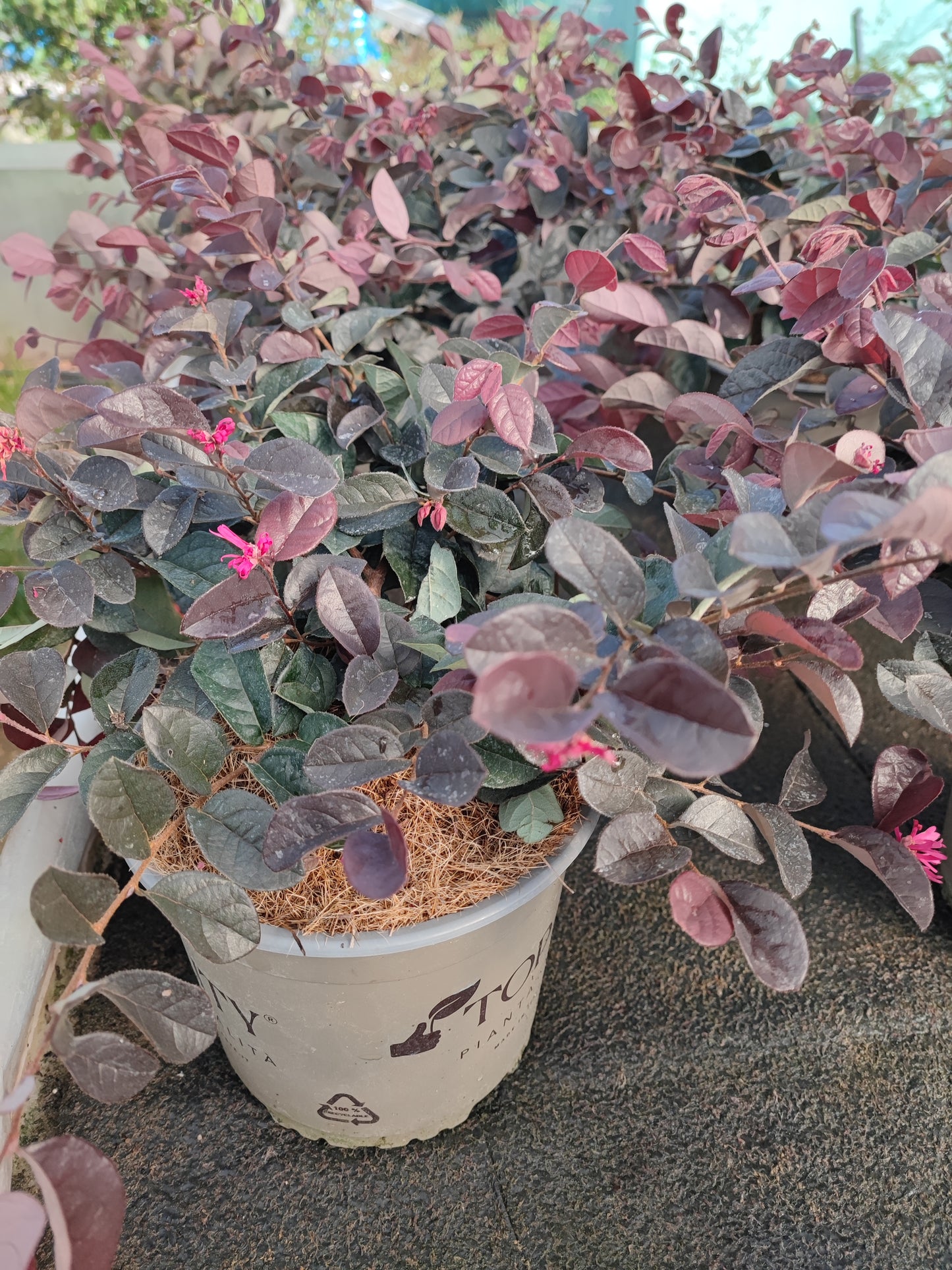 Loropetalum black pearl
