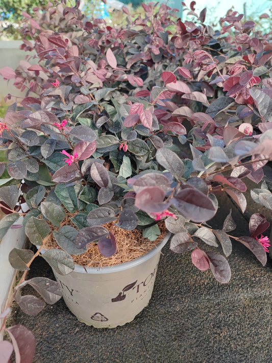 Loropetalum black pearl