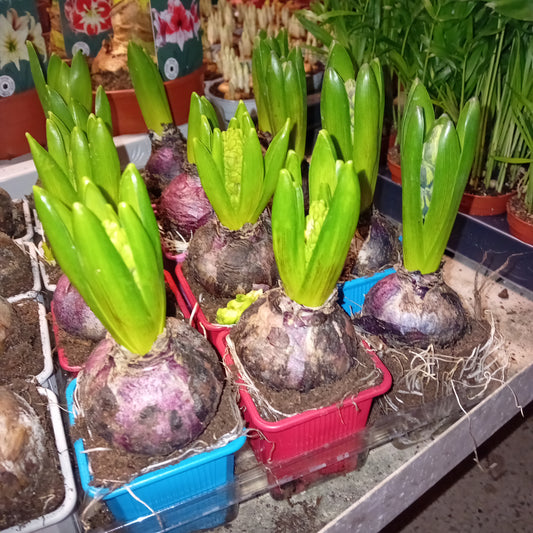 Hyacintus (Giacinto)