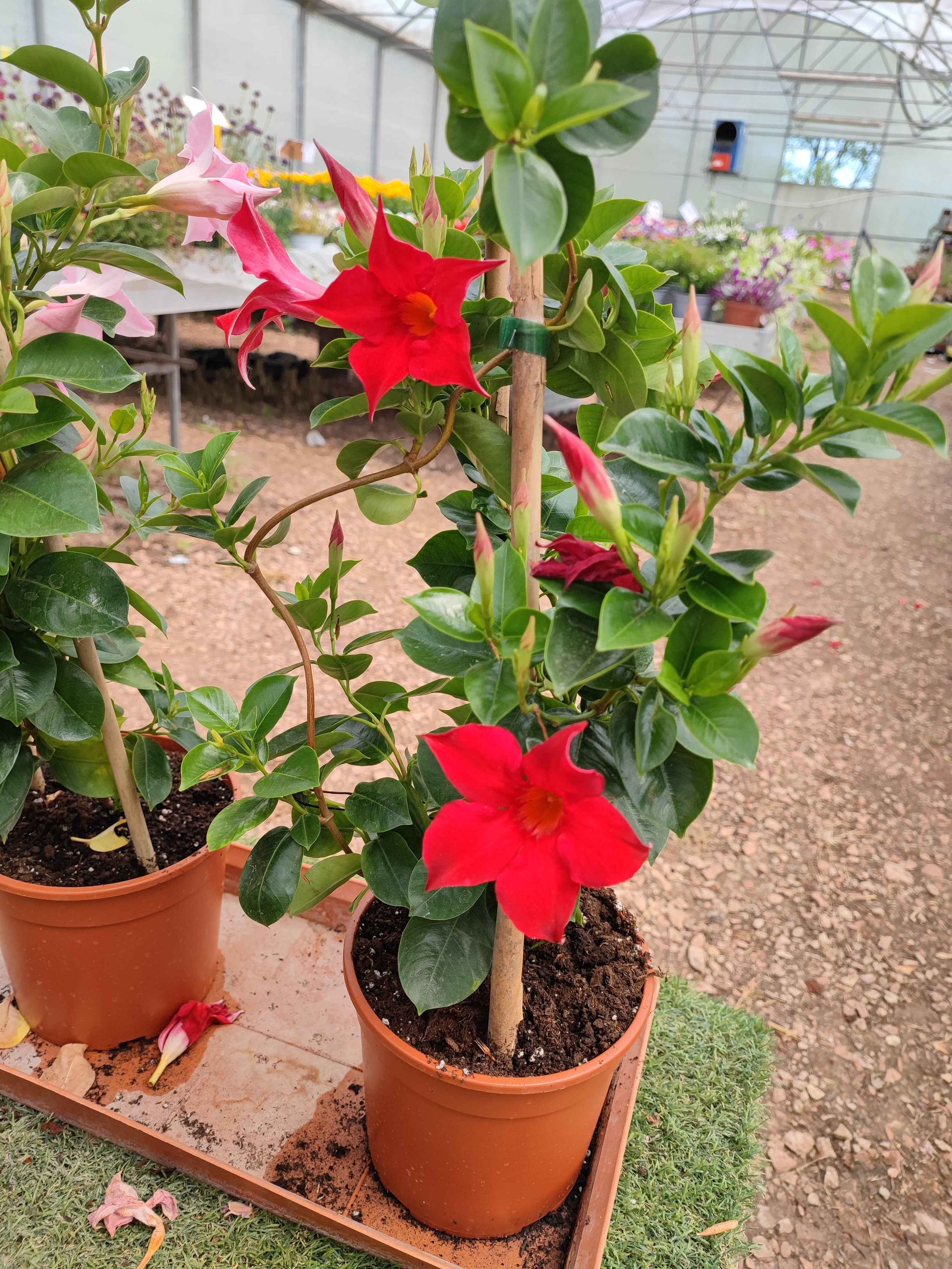 Dipladenia