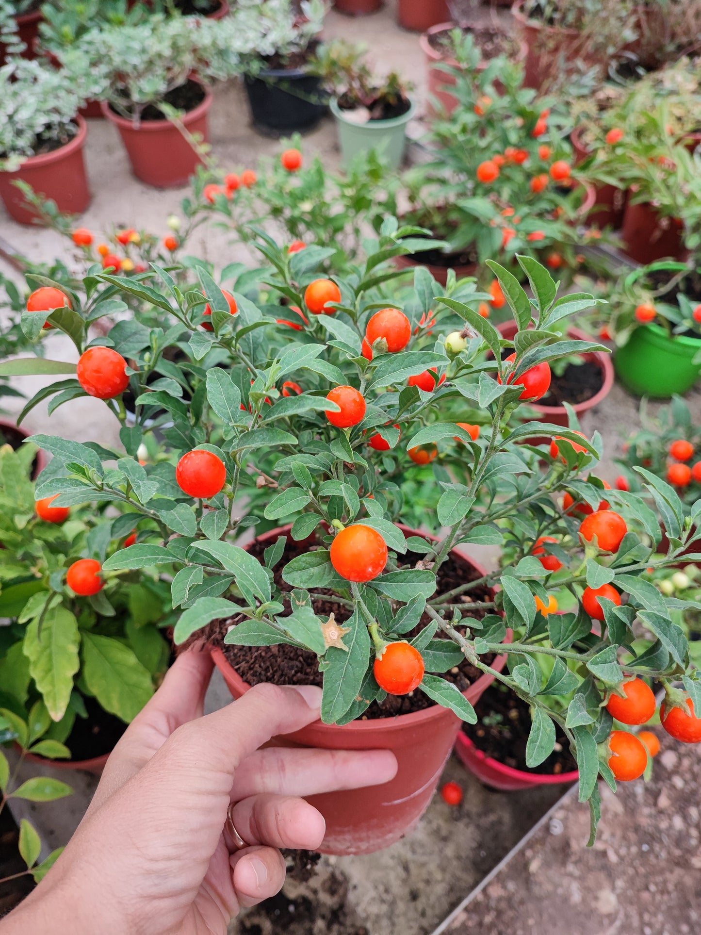 Solanum pseudocapsicum L.