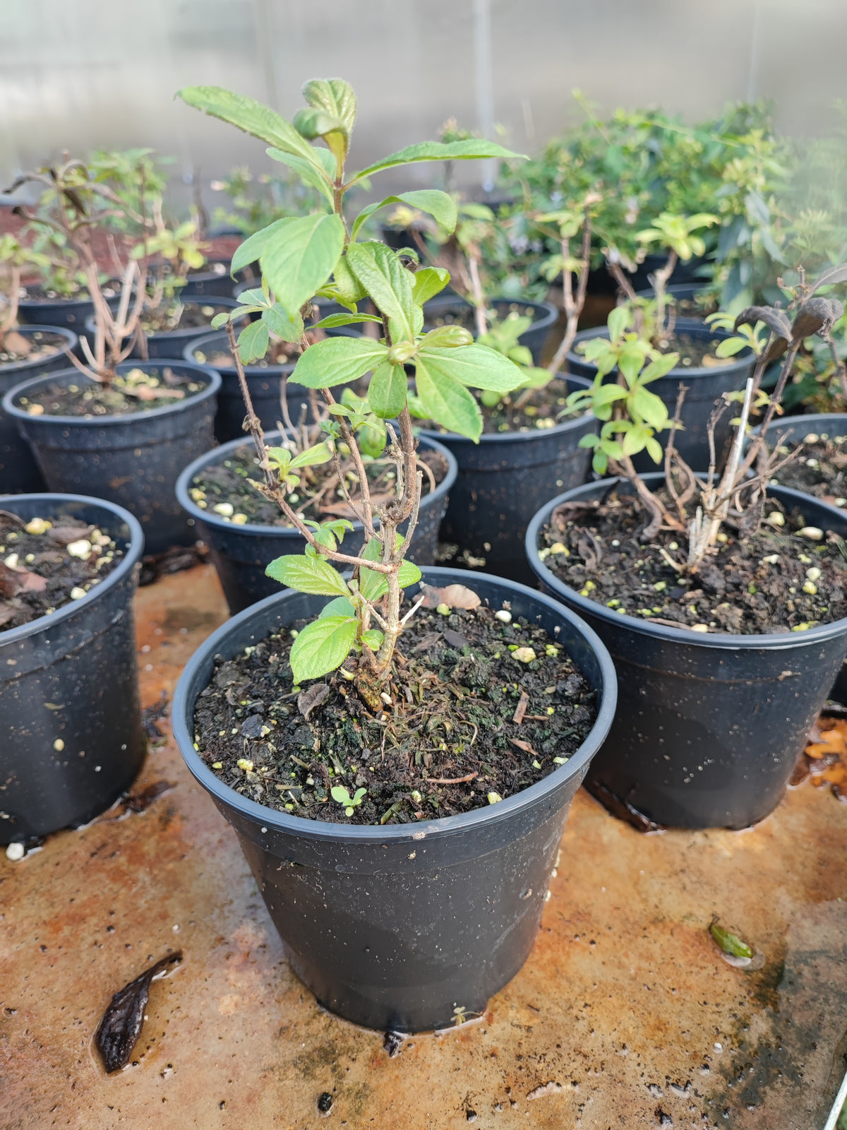 Weigela vintage love