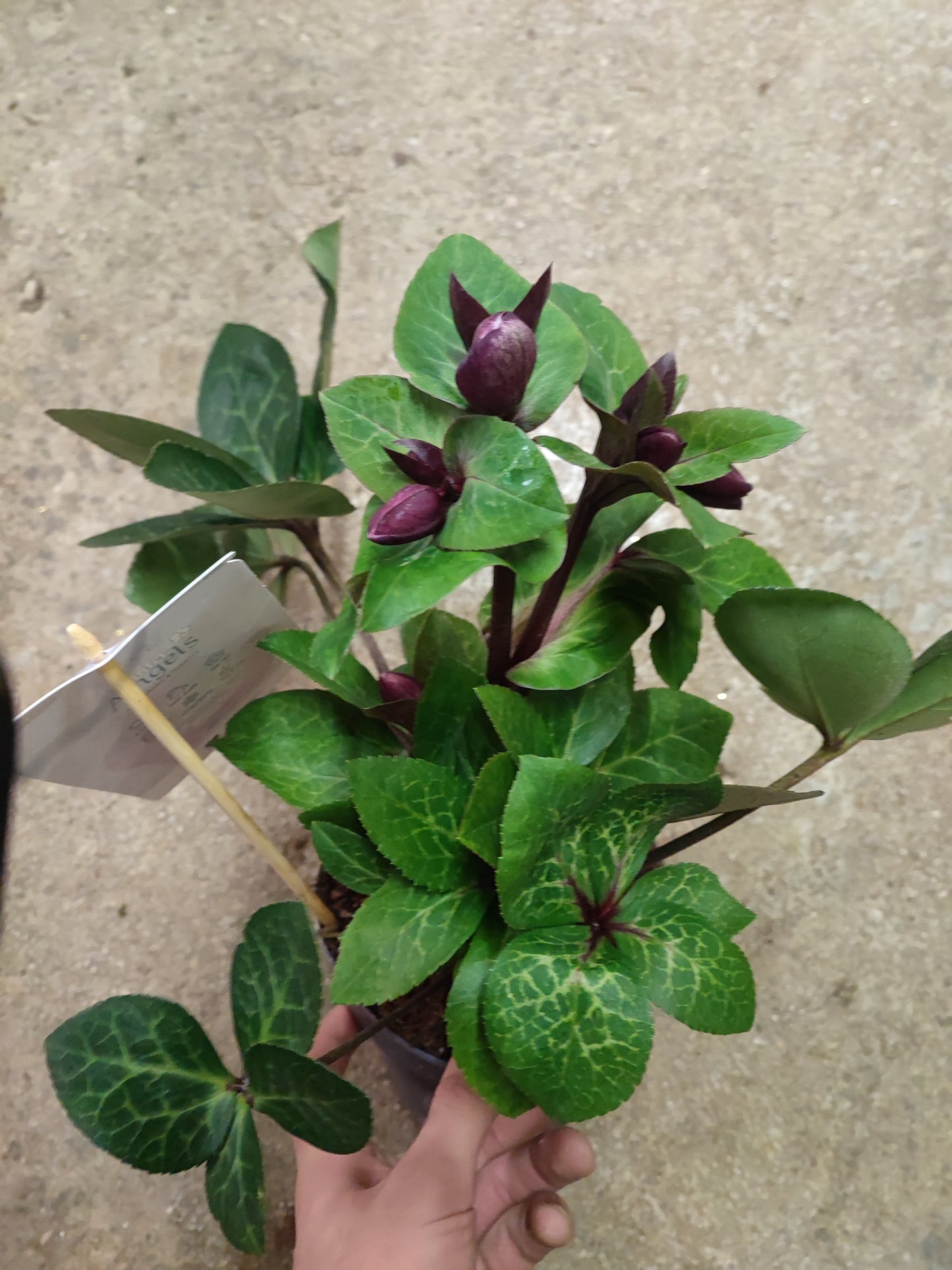 Helleborus 'anna red"