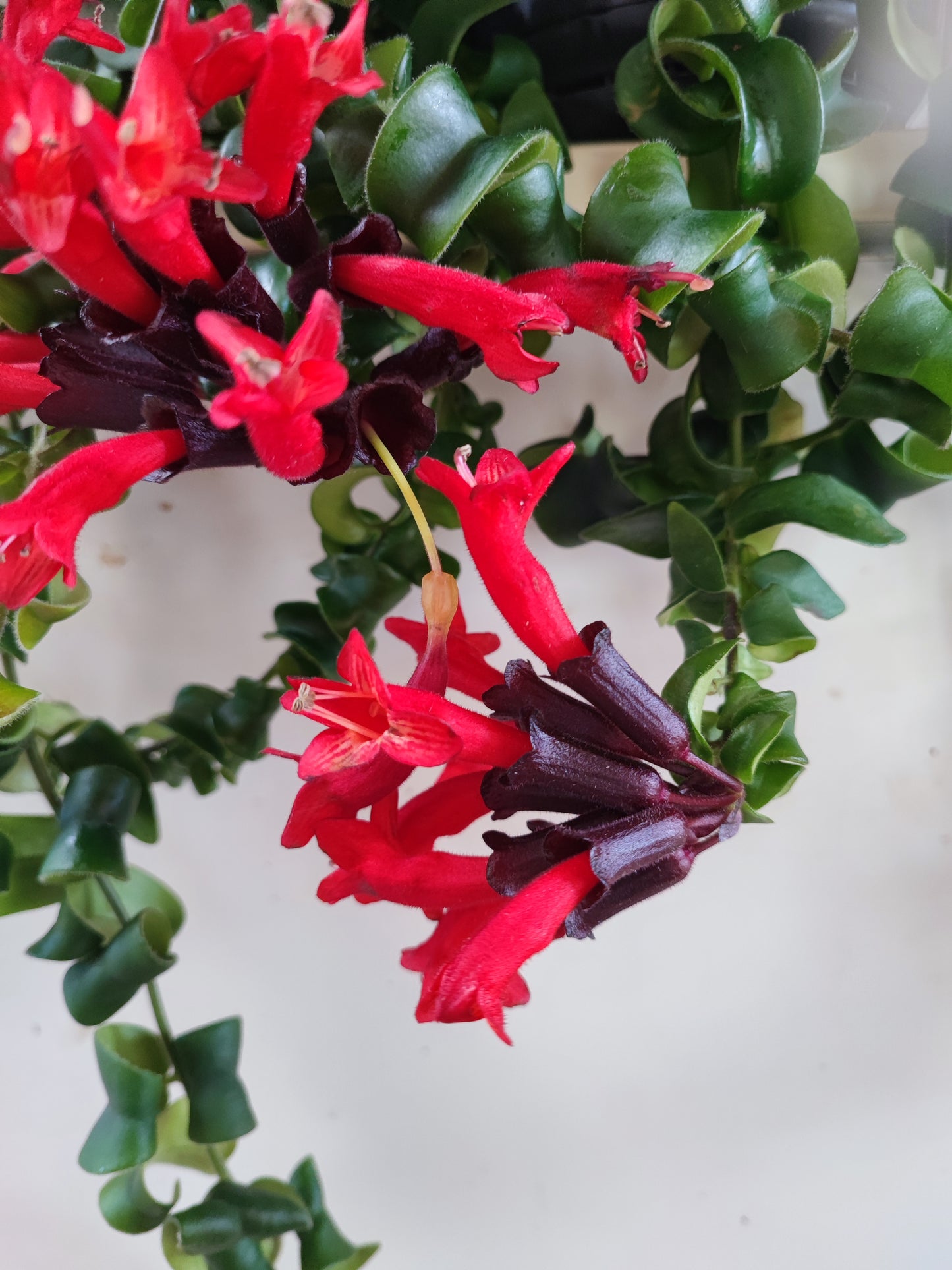 Aeschynanthus Bluster