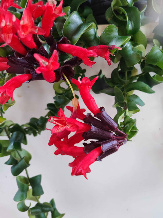 Aeschynanthus Bluster