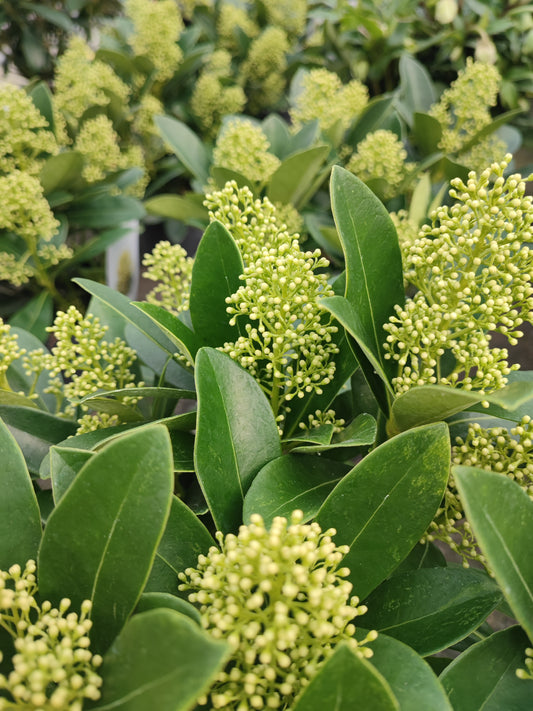 Skimmia Japonica Finchy